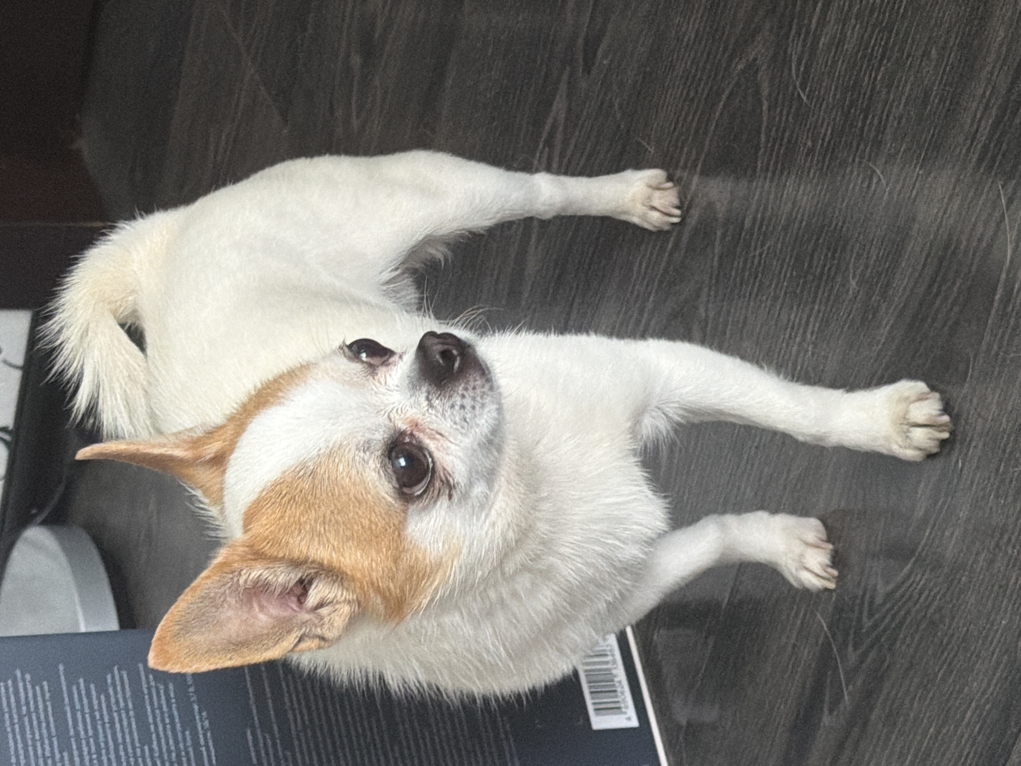 A chihuahua, primarily white with tan markings on its head and ears, lies on a dark, wood-grained floor. The dog is positioned on its side, looking up at the camera with large, dark eyes. Its ears are pointed and alert, and its tail is bushy and white. One of its front paws is extended, and its hind legs are tucked beneath its body. The lighting appears to be artificial and the scene is indoors. There is a faint reflection on the floor, suggesting a polished surface. A dark, flat object with a white barcode label is visible beneath the dog's front body. The barcode label has vertical lines and a series of numbers.