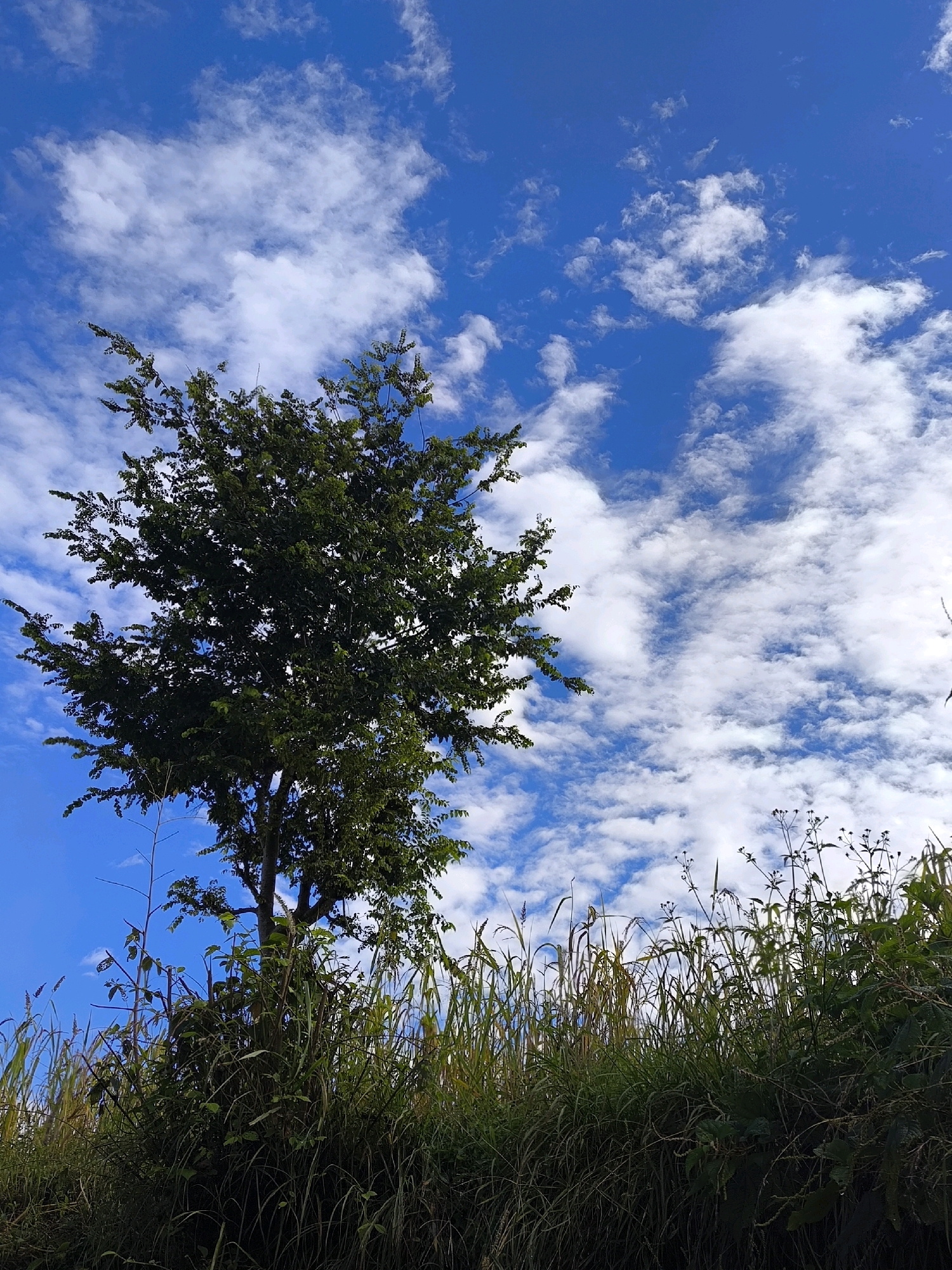 A low-angle, vertical outdoor shot captures a lone tree against a bright blue sky dotted with fluffy white clouds. The tree, positioned on the left side of the frame, is full of dark green foliage and its branches extend upwards and to the right. In the foreground, a dense growth of tall, green grass and other plants covers the bottom of the image, obscuring the ground. The overall scene suggests a clear, sunny day in a natural, perhaps rural, setting.