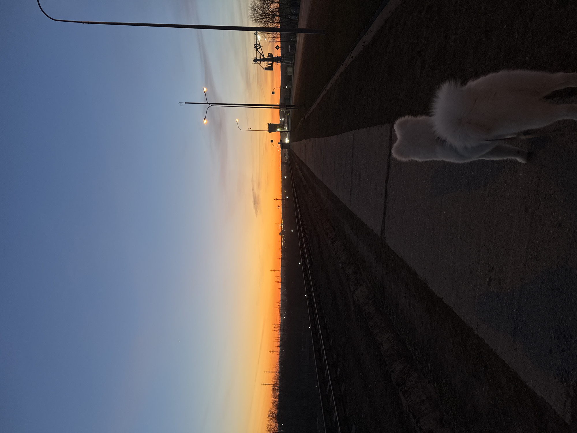 This image, taken in Chaikovsky, Russia, captures a twilight scene featuring a white, fluffy dog, possibly a Samoyed, walking along a concrete path adjacent to railroad tracks. The sky displays a beautiful gradient, transitioning from a vibrant orange-yellow at the horizon, indicative of either sunrise or sunset, to a cooler blue in the upper sky.
The dog is positioned on the right side of the frame, seen from above and slightly behind, with its bright white fur standing out against the darker ground. Its tail curls over its back, a characteristic feature of some breeds. To the left of the dog, a concrete path runs parallel to a set of railroad tracks that stretch into the distance, converging at the horizon.
Several streetlights are visible, illuminated and casting a warm glow, particularly prominent near the center of the image. Further in the background, along the horizon, silhouettes of bare trees and various industrial structures or utility poles punctuate the landscape. The overall lighting suggests low light conditions, enhancing the dramatic effect of the colorful sky. No visible text is present in the image. The scene evokes a peaceful and solitary atmosphere.