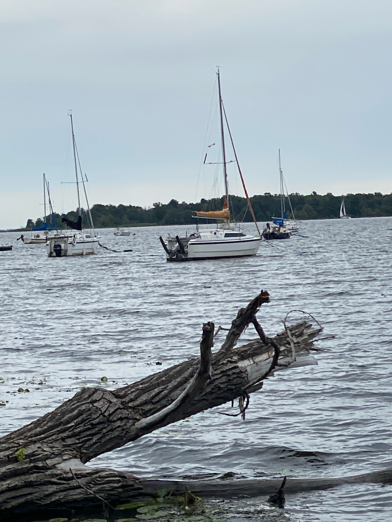 The image depicts a scene on a body of water, likely a lake or river, with several sailboats anchored. In the foreground, a large, weathered log is partially submerged in the water, with its textured bark prominently visible. The water is choppy, with small waves reflecting the overcast sky.
Further back, multiple sailboats of varying sizes are visible. The closest sailboat is white with a dark hull and a black sail furled at the top. It has an outboard motor attached to the stern. Another sailboat to its left is also white with a dark sail and an outboard motor. Further out, several other sailboats with masts are present. One sailboat in the middle distance has a tan sail and appears to be moving slowly. In the background, a tree line with dense green foliage forms the horizon. The sky is a uniform gray, indicating cloudy weather.
The scene suggests a calm anchorage or a harbor area. The presence of lily pads or similar aquatic plants is noted near the submerged log. The overall atmosphere is serene and natural.
This scene is located in Baie-D'Urfé, Canada, on the shores of Lake Saint-Louis.