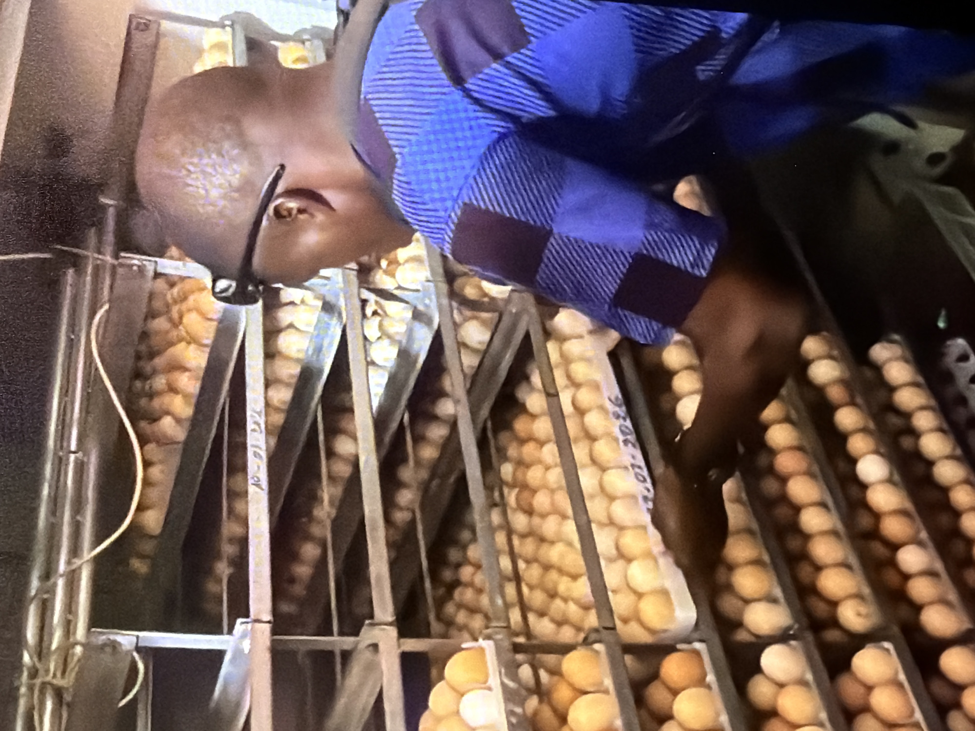 In a dimly lit, industrial-style room in Bukuru, Nigeria, a Black man wearing a blue and purple checkered shirt and black-rimmed glasses is tending to rows of eggs. The eggs are neatly arranged in trays on multiple metal shelves that extend into the background. Some trays are partially filled, while others appear to be fully stocked with light brown and white eggs. The man's right hand is visible, reaching towards a tray on a middle shelf, suggesting he is inspecting or organizing the eggs. The overall impression is of an egg hatchery or incubation facility, with the man appearing to be a worker or manager overseeing the process. The lighting is artificial, casting shadows and highlighting the texture of the eggs and the man's clothing.