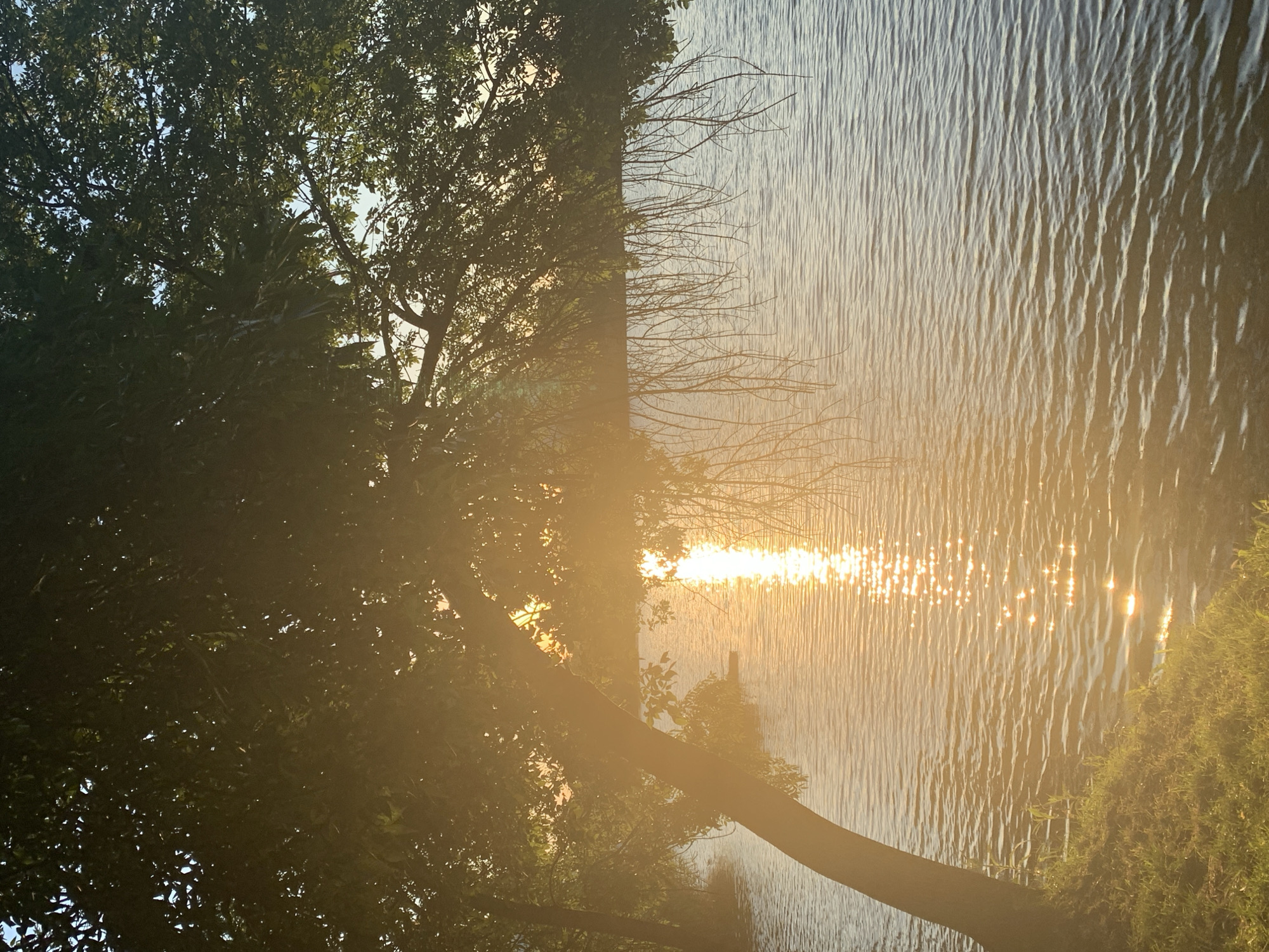 The image depicts a serene natural scene at what appears to be sunset or sunrise. The left side of the frame is dominated by the lush green foliage of a large tree, its branches reaching towards the sky and casting dappled shadows. The sun's rays are filtering through the leaves, creating a warm, golden glow that permeates the image. To the right, a body of water stretches across the frame, its surface rippling gently. The sunlight reflects off the water, creating a dazzling display of shimmering highlights that form a pathway of light across the surface. The overall impression is one of tranquility and natural beauty, with the interplay of light and shadow creating a sense of depth and atmosphere. The time of day is suggested by the warm, low-angled sunlight and the reflections on the water. There are no people or man-made objects visible in the image, emphasizing the untouched and natural setting. The image captures a moment of peaceful stillness, highlighting the beauty of nature's light.