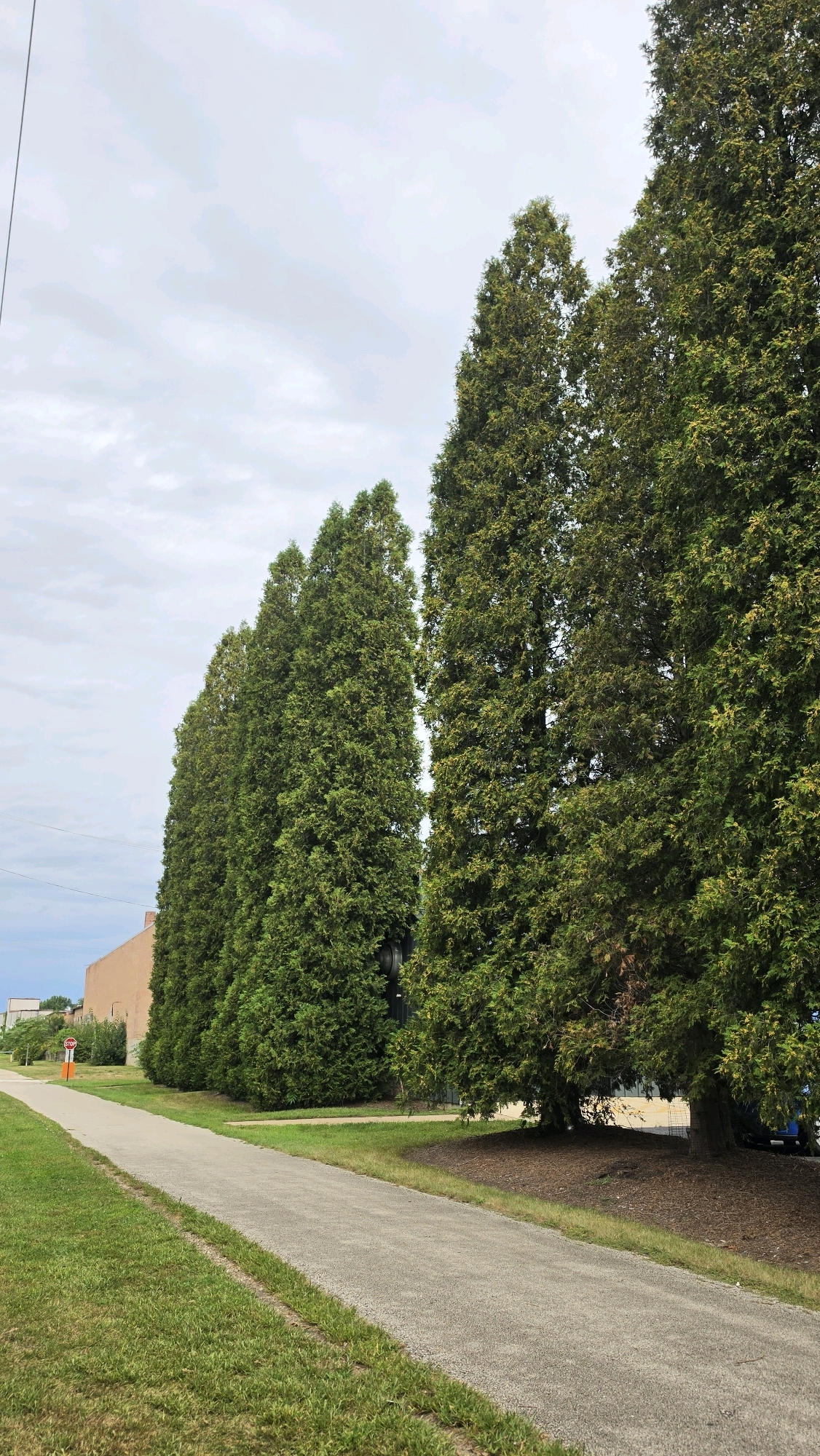 The image depicts a paved walking path in East Dundee, Illinois, United States of America. The path runs diagonally from the bottom left to the middle right of the frame, bordered by a lush green lawn on the left and a line of tall, mature evergreen trees on the right. Behind the trees, a low-rise building with a tan facade is visible. The sky above is overcast with clouds. A red stop sign is visible in the distance on the left side of the path. The overall scene suggests a tranquil outdoor setting, likely a park or recreational area within the city.