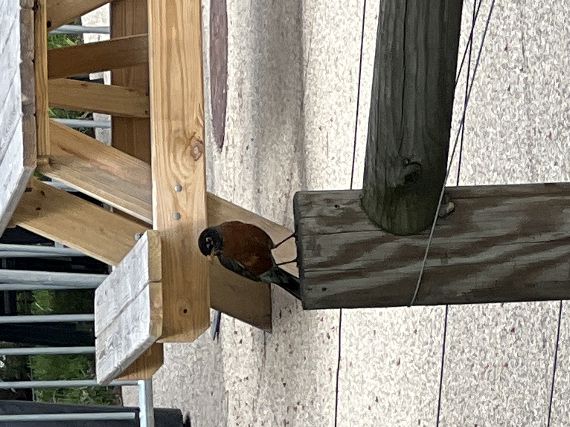 A robin is perched on a wooden structure. The bird has a black head, orange breast, and gray back. The wooden structure is composed of multiple pieces of lumber joined together. The environment appears to be outdoors, with glimpses of greenery in the background. The exact location in Chicago is not identifiable from the visual information provided.