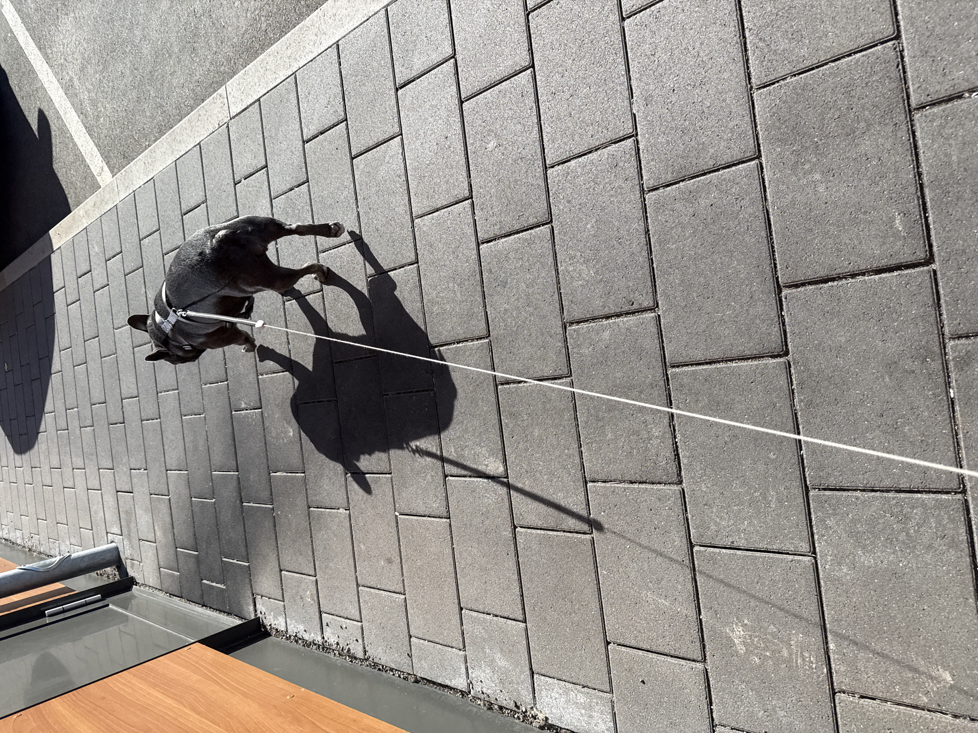 A dark-colored French bulldog wearing a harness and leash walks on a paved sidewalk in Werther, Germany. The dog is viewed from behind, moving away from the camera. The sidewalk is made of rectangular gray pavers. A long shadow of the dog and its leash stretches across the pavement, cast by the bright sunlight. To the left of the sidewalk is a building with a wooden facade and a metal pole. To the right of the sidewalk is an asphalt surface with white lines, possibly a road or parking area. The scene is outdoors on a sunny day.