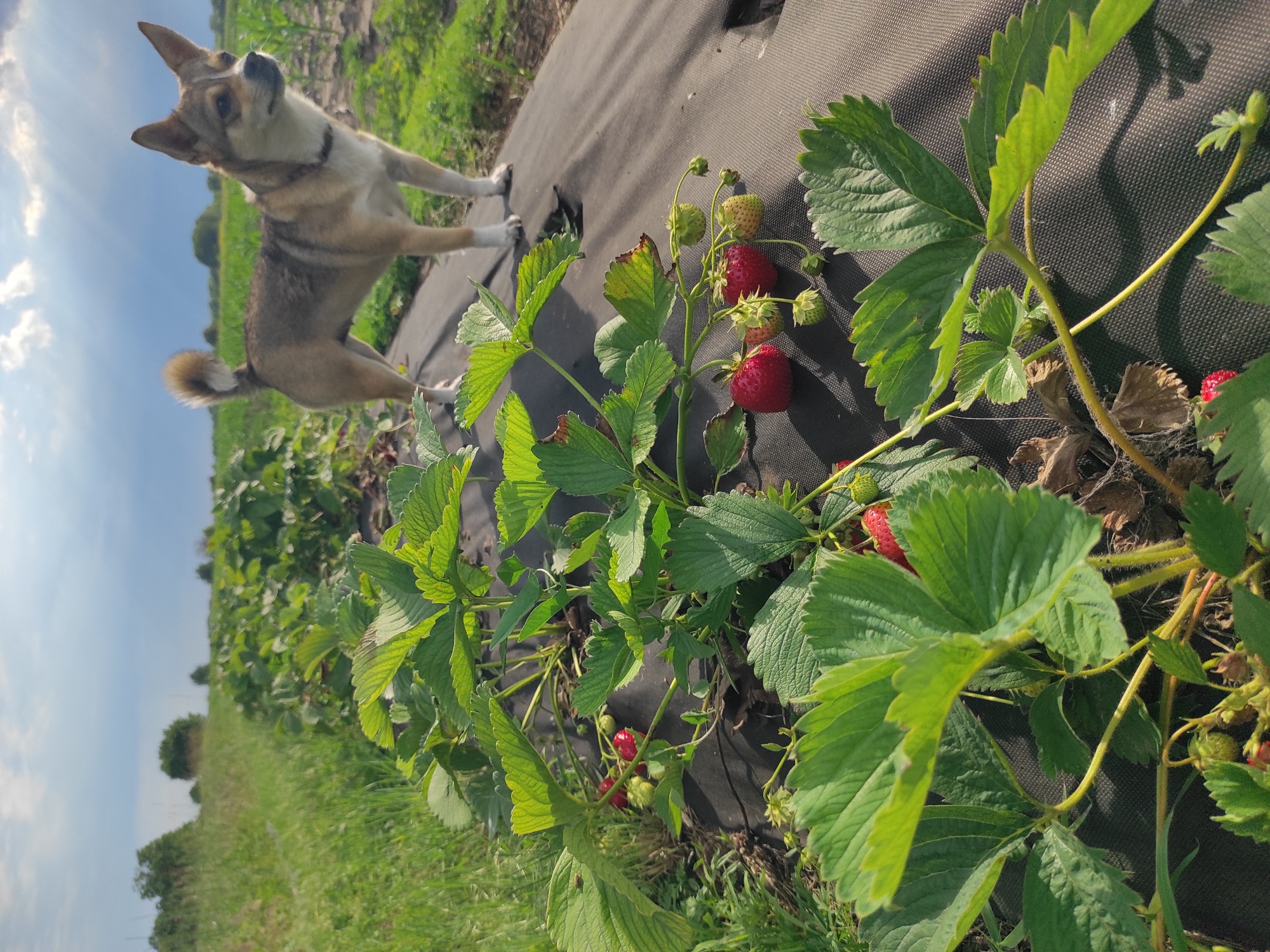 In the city of Kobeliachok, Ukraine, a dog stands in a strawberry field. The dog, a medium-sized breed with tan and white fur, is positioned in the middle of the frame, facing to the right. It is standing on a black fabric ground cover, with rows of strawberry plants extending in front and behind it. The strawberry plants are lush and green, with some ripe red strawberries visible. The background consists of a grassy field and trees under a cloudy sky with rays of sunlight breaking through. The image is taken from a low angle, emphasizing the strawberry plants in the foreground.