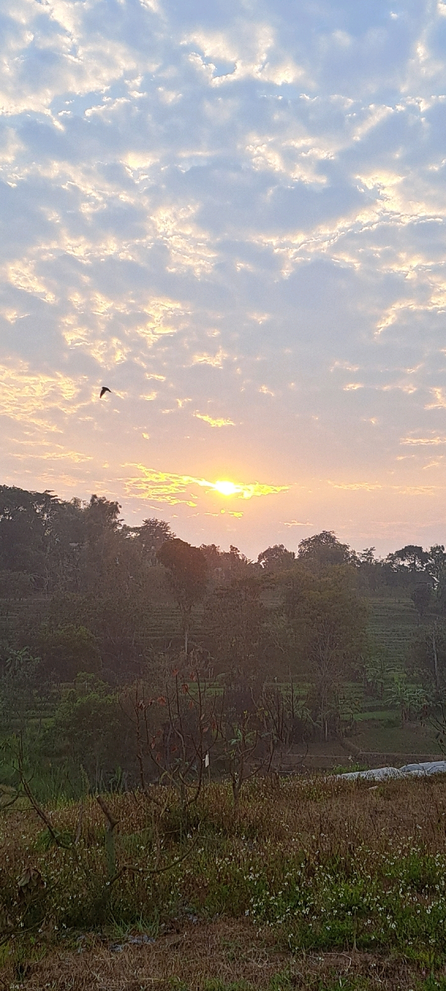 An outdoor, vertical, full shot captures a tranquil sunrise over rolling hills covered in lush greenery. The sky is a soft gradient of pale blue and pink, adorned with scattered, wispy clouds. A solitary bird is captured mid-flight in the upper left quadrant, its dark silhouette stark against the bright sky. The sun, a radiant orb of yellow, is partially obscured by a band of clouds on the horizon, casting a warm, golden glow across the landscape.
The foreground is dominated by dry, brown grass and scattered small white flowers, suggesting a natural, untamed environment. Behind this, a dense canopy of trees creates a dark, verdant silhouette against the sky. The trees are varied in height and density, with some appearing to be part of a terraced plantation, possibly tea or coffee, evidenced by the distinct rows visible on the hillsides. The overall atmosphere is serene and untouched, indicative of a rural setting. The image appears to be taken in or around Selotapak, Indonesia, given the tropical vegetation and the distinctive terraced cultivation patterns often seen in the region. No human subjects are visible in the frame.