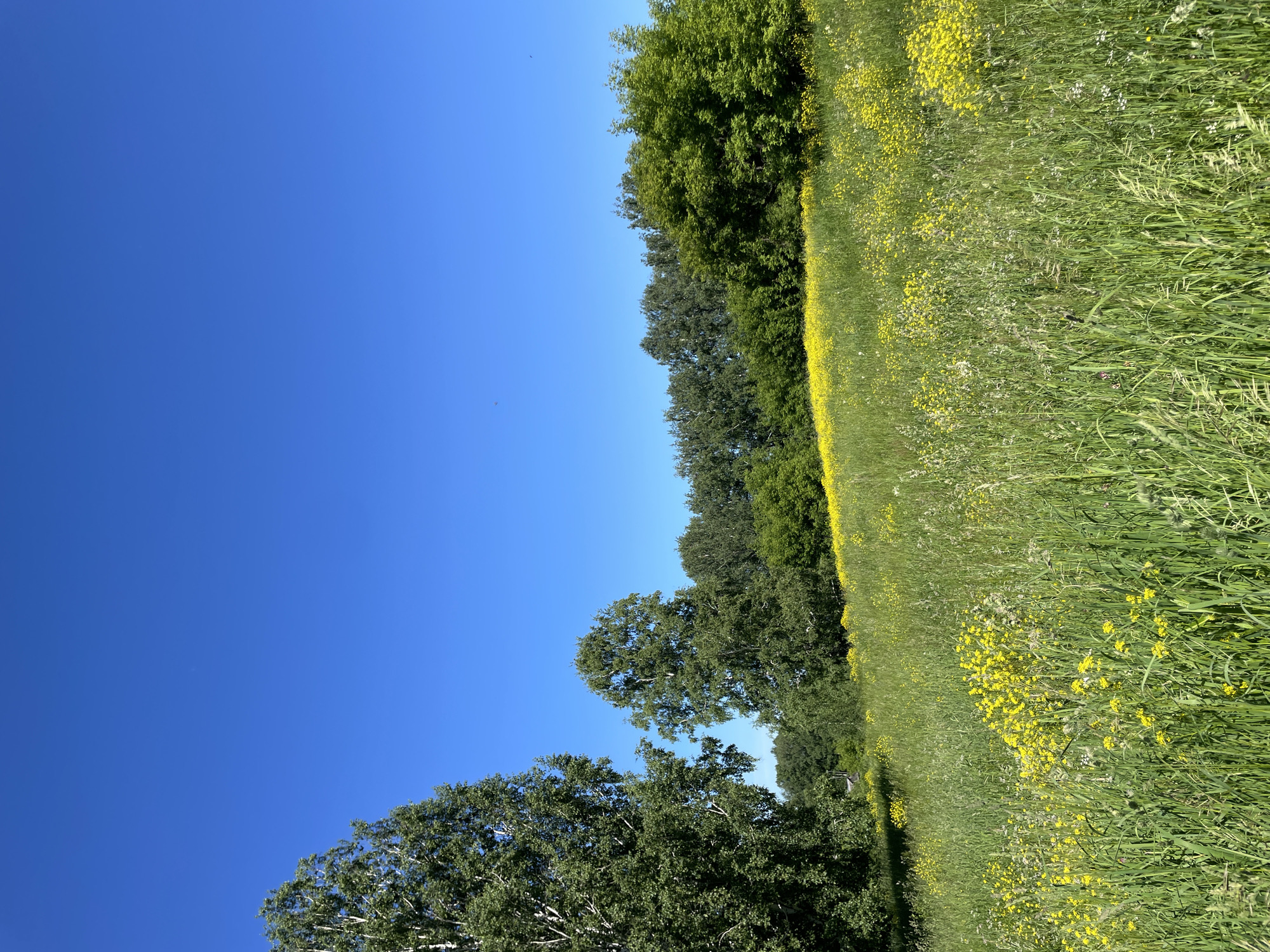 The image depicts a rural landscape on a bright, clear day, with a vast expanse of a verdant meadow dotted with yellow wildflowers in the foreground. A line of trees forms the middle ground, with a prominent birch tree on the left and other deciduous trees extending to the right. The background is a seamless, cloudless blue sky. The scene appears to be a natural environment, likely a meadow or field, without any visible man-made structures or human presence. The overall impression is one of a serene and natural setting.