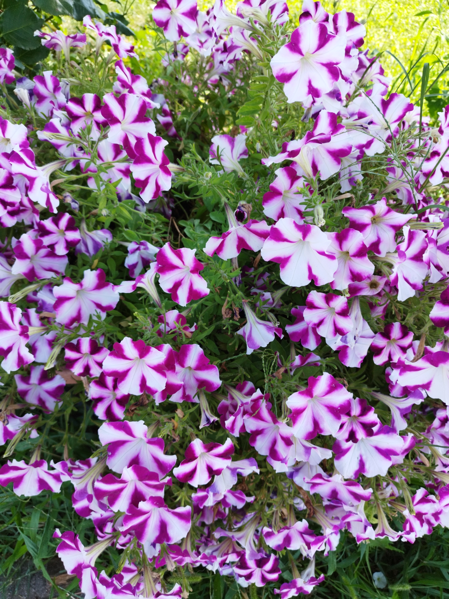 A close-up, eye-level, vertical shot captures a dense cluster of vibrant petunias in bloom. The flowers are a striking combination of white and deep purple, with each petal exhibiting a striped pattern radiating from the center. The blossoms are varied in their openness, some fully displayed with five distinct lobes, while others remain partially furled, revealing their trumpet-like interiors. The green foliage of the plants creates a lush backdrop, interspersed with hints of dappled sunlight and blurred grassy areas in the background, suggesting an outdoor setting. No people or animals are visible in the frame. The scene is consistent with a garden or park setting, likely in Bucharest, Romania, during a period of active flowering.