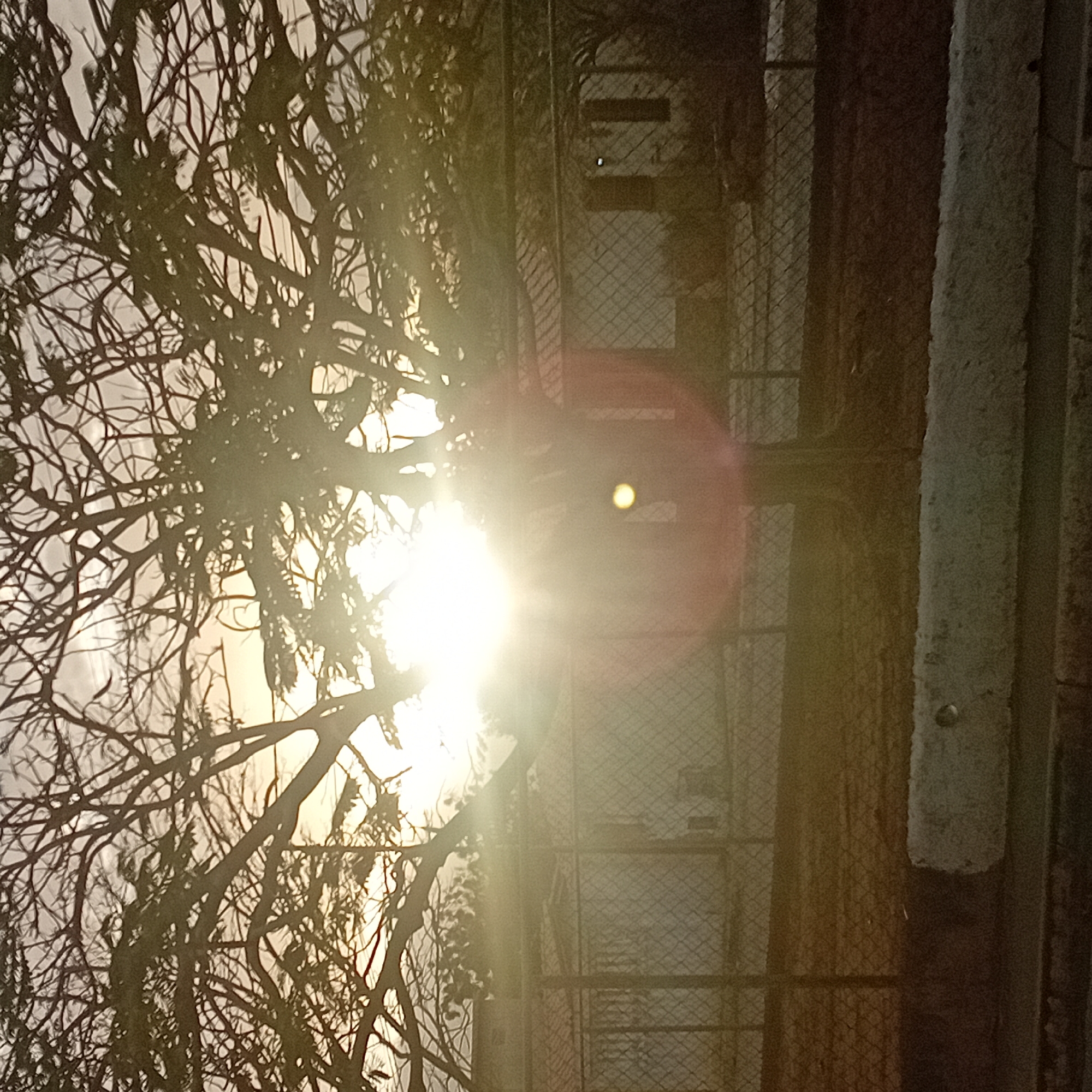 The image shows a building with a metal security gate obscured by tree branches. The sun is shining brightly through the branches, creating a strong glare. The location is Unknown, Unknown.