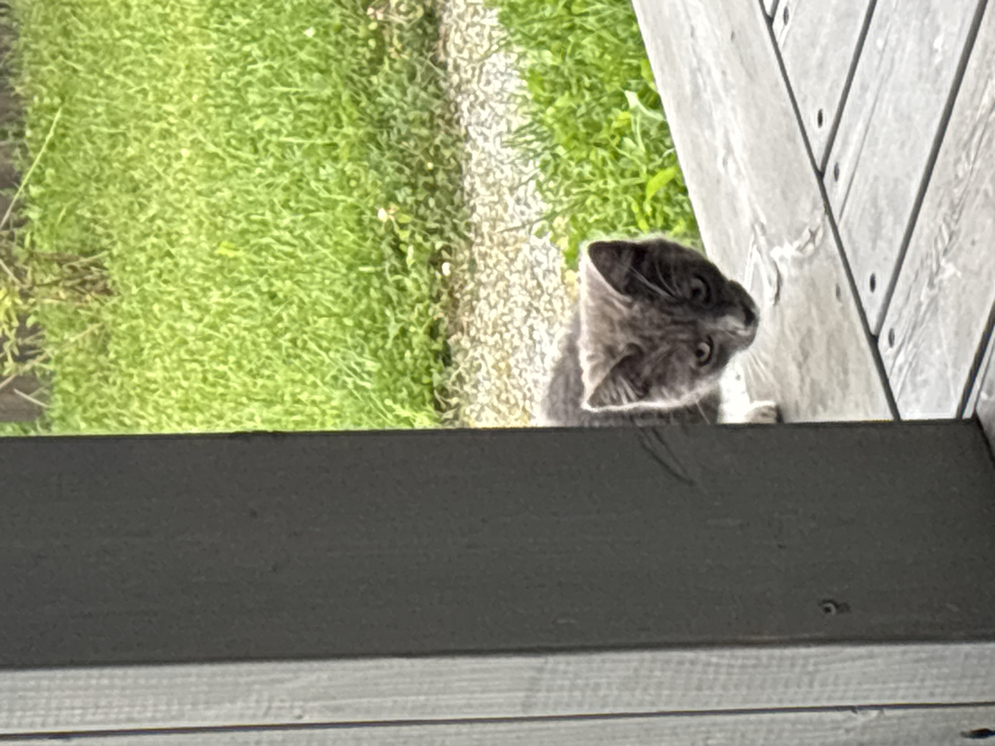 A close-up, eye-level shot captures a gray kitten peeking out from behind a dark gray wooden post on a wooden deck. The kitten's head is turned towards the camera, and its eyes are open and looking forward. Its fur appears to be a light gray with darker gray tabby markings. The deck is made of weathered wooden planks, with visible nails. Behind the deck, lush green grass is visible, suggesting an outdoor, possibly suburban or rural, setting. The background is blurred, with the focus clearly on the kitten. The image composition suggests the kitten is in a concealed position, possibly observing its surroundings or someone taking the photograph. There are no people present in the image. The scene does not provide any specific geographic clues to pinpoint a location within Zvenigorod, Russia.