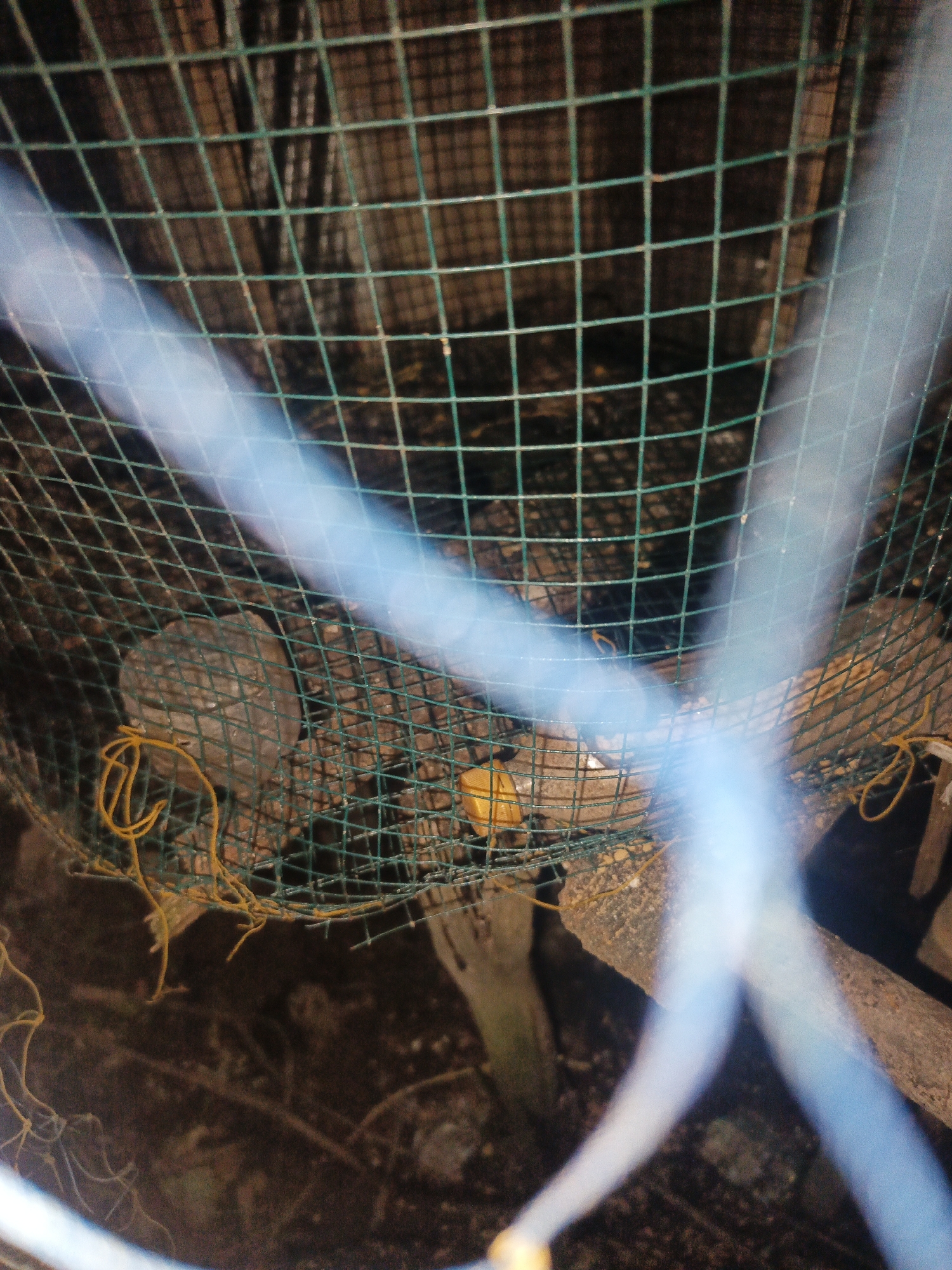 The image shows a close-up view of a green mesh cage, possibly a trap, set on the ground in what appears to be an outdoor environment in Sungai Rasau, Indonesia. The cage contains several objects, including what looks like a piece of yellow bait and some rocks or logs. A blurry blue cord or hose crosses the foreground of the image, obscuring part of the cage. The background is dark and appears to be a natural setting with vegetation and possibly some wooden structures.