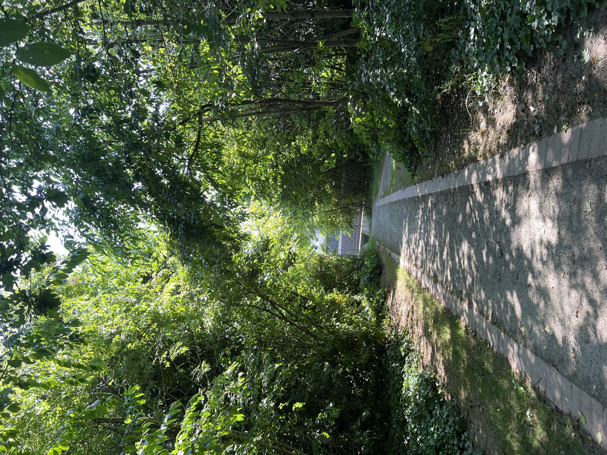 A paved path winds through a lush, tree-lined area, casting dappled shadows from overhead foliage onto the ground. The path is bordered by brick edging and is flanked by dense green bushes and ivy. In the distance, a fence and a wall are visible beyond the trees. The scene suggests a park or natural area within an urban setting.