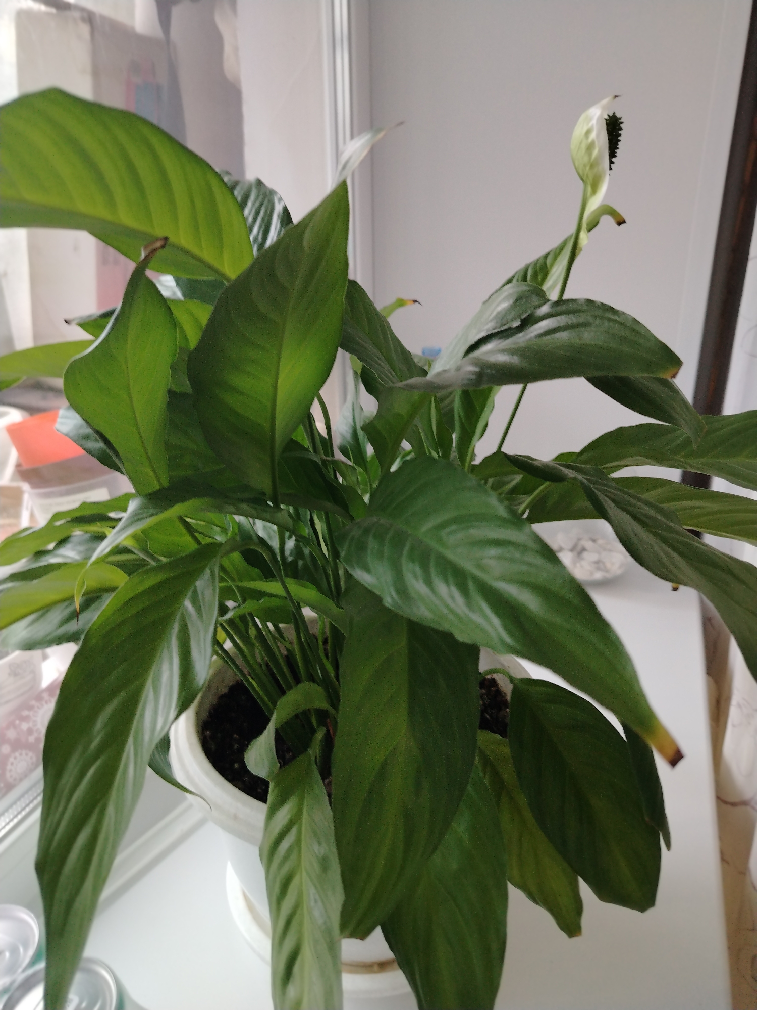 The image captures a vibrant Peace Lily plant (*Spathiphyllum*) in a white pot, positioned indoors, likely on a windowsill or shelf. The plant is the central focus, dominating the frame with its lush, dark green, glossy leaves. Several large, elongated leaves show prominent veining, and a few have subtle browning or yellowing tips.
A notable detail is the developing inflorescence: a single, white, boat-shaped spathe (bract) is visible towards the top right, partially unfurled, revealing a dark, textured spadix within. This indicates the plant is flowering.
The plant is housed in a simple white pot with a matching saucer underneath, sitting on a flat, white surface. The background behind the plant is bright, suggesting a window, with soft, diffused daylight illuminating the scene. To the left, glimpses of other indoor items, possibly containers, are out of focus. On the right, a dark vertical element, perhaps a window frame or furniture, can be seen, along with a hint of a light-colored curtain. Further back on the white surface, a small white dish containing white, irregular-shaped items (possibly decorative pebbles) is visible.
The overall impression is of a well-cared-for indoor plant, thriving in natural light. There is no visible text in the image.