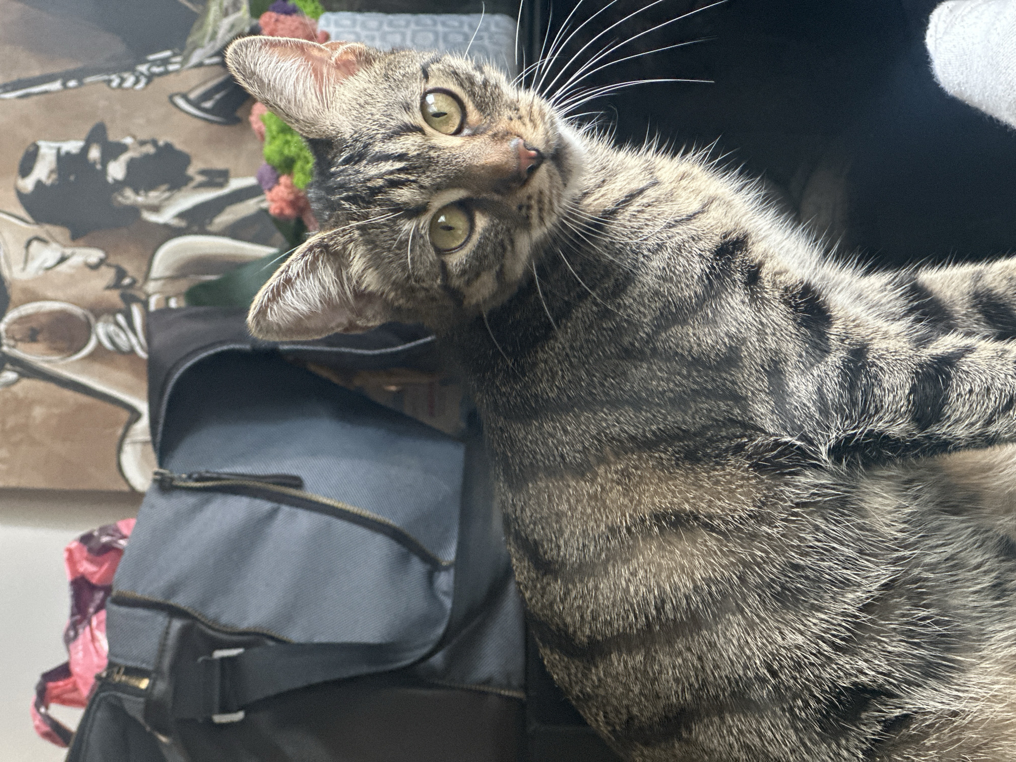The image is a close-up, high-angle shot of a tabby cat resting on top of a dark blue bag. The cat has green eyes and its head is tilted to the side, looking directly at the camera. Its fur is a mix of brown, black, and grey stripes. The bag appears to be made of canvas and has a zipper closure. In the background, a portion of a framed artwork with a monochrome depiction of what seems to be a historical figure or scene is visible, along with some colorful floral embellishments. The overall setting appears to be indoors, possibly a home or a studio, given the presence of art and personal belongings. The lighting suggests it might be daytime, with natural light illuminating the scene. The cat's pose and direct gaze convey a sense of curiosity and engagement with the viewer. There is no visible text in the image.