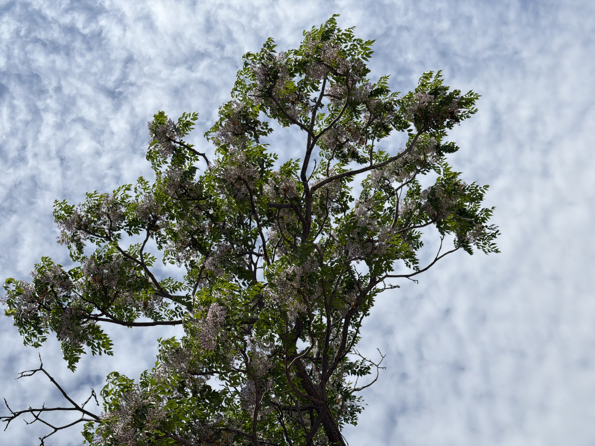 The image captures a tree in full bloom against a backdrop of a cloudy sky. The tree is characterized by its branching structure and clusters of delicate, light-colored flowers intermingled with green leaves. The sky is filled with white clouds, creating a textured and airy feel to the scene. The image was taken in Budva, Montenegro.