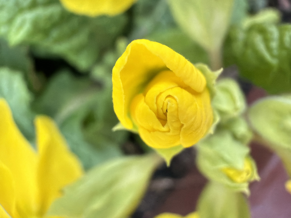 This close-up image focuses on a vibrant yellow flower bud, tightly coiled and spiraling towards its center, suggesting it is either about to open or has recently begun to unfurl. The petals of the bud are a rich, bright yellow, with subtle textual variations visible on their surfaces. The main bud is positioned slightly to the right of the center of the frame and is sharply in focus.
The background is softly blurred, creating a shallow depth of field that isolates the flower bud as the primary subject. In the background, out-of-focus masses of green foliage are visible, providing a natural setting for the flower. Hints of other blurry yellow shapes, likely other flower buds or petals from nearby flowers, can also be discerned in the periphery, particularly in the lower left and upper right corners. A dark, indistinct area, possibly soil or shadow, is visible in the lower central part of the background. The overall impression is one of natural beauty and new growth. There is no visible text in the image.