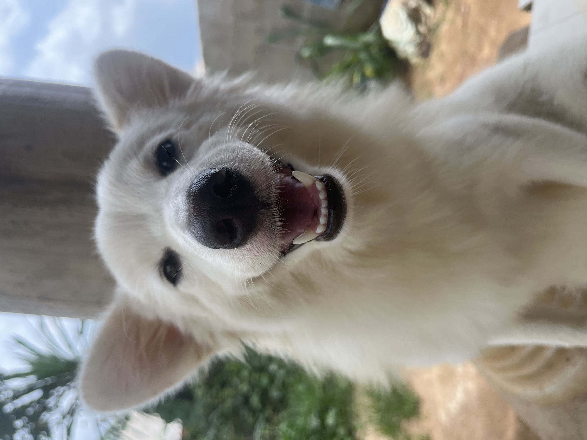 An extreme close-up shot of a white dog with a black nose. The dog has black eyes and is showing its teeth in what appears to be a smile. The background includes green foliage and a hint of the sky. The location cannot be determined as Ikot Ekpene, Nigeria or any specific location within it, from the information in the image.