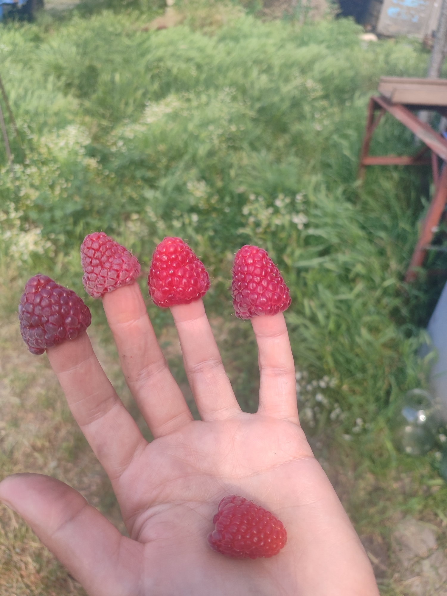 A person's left hand is shown with five raspberries on it. Four of the raspberries are placed on the tips of the fingers, while the fifth is resting in the palm of the hand. The raspberries on the fingers are positioned on the index, middle, ring, and pinky fingers, with the pinky finger's raspberry being the furthest to the left and deepest red in color. The raspberry in the palm is a bright red. The hand is illuminated by natural light, suggesting it is daytime. The background consists of out-of-focus green foliage and grass, with some hints of white flowers and what appears to be a rusty metal structure to the right. The overall scene suggests an outdoor setting, possibly a garden or natural area. There is no visible text in the image.
