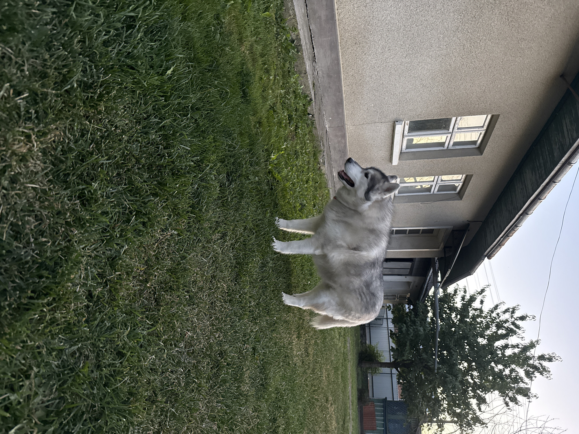 A medium shot captures a husky dog standing on a patch of green grass in front of a simple, light-colored, stucco-sided house. The house has two visible windows with white frames and multiple panes, and a dark-colored roof with exposed rafters. To the right of the house, a mature tree with lush green leaves stands tall, its branches reaching towards a pale blue sky. In the background, a weathered fence and other structures are partially visible. The lighting suggests it is late afternoon or early evening. The dog is facing left, with its mouth slightly open and its tongue visible.