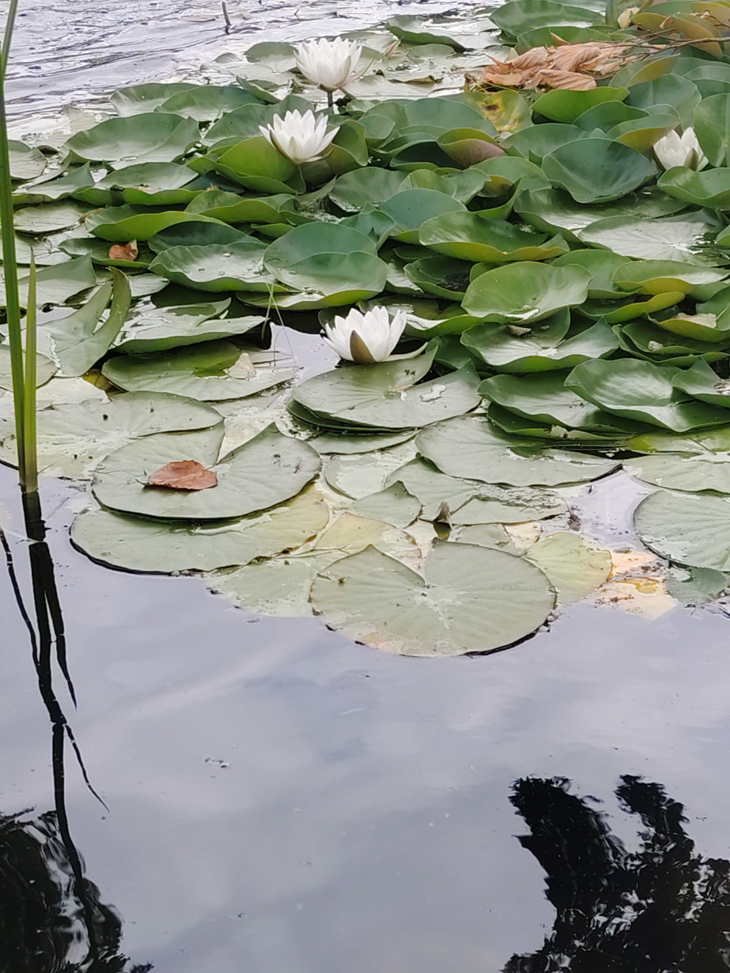 A cluster of white water lilies and their green lily pads floats on the surface of murky water, reflecting the overcast sky and dark foliage. A single brown leaf rests on one of the lily pads. The scene appears to be a natural body of water in a park or garden setting, possibly within the city of Unknown, Unknown.