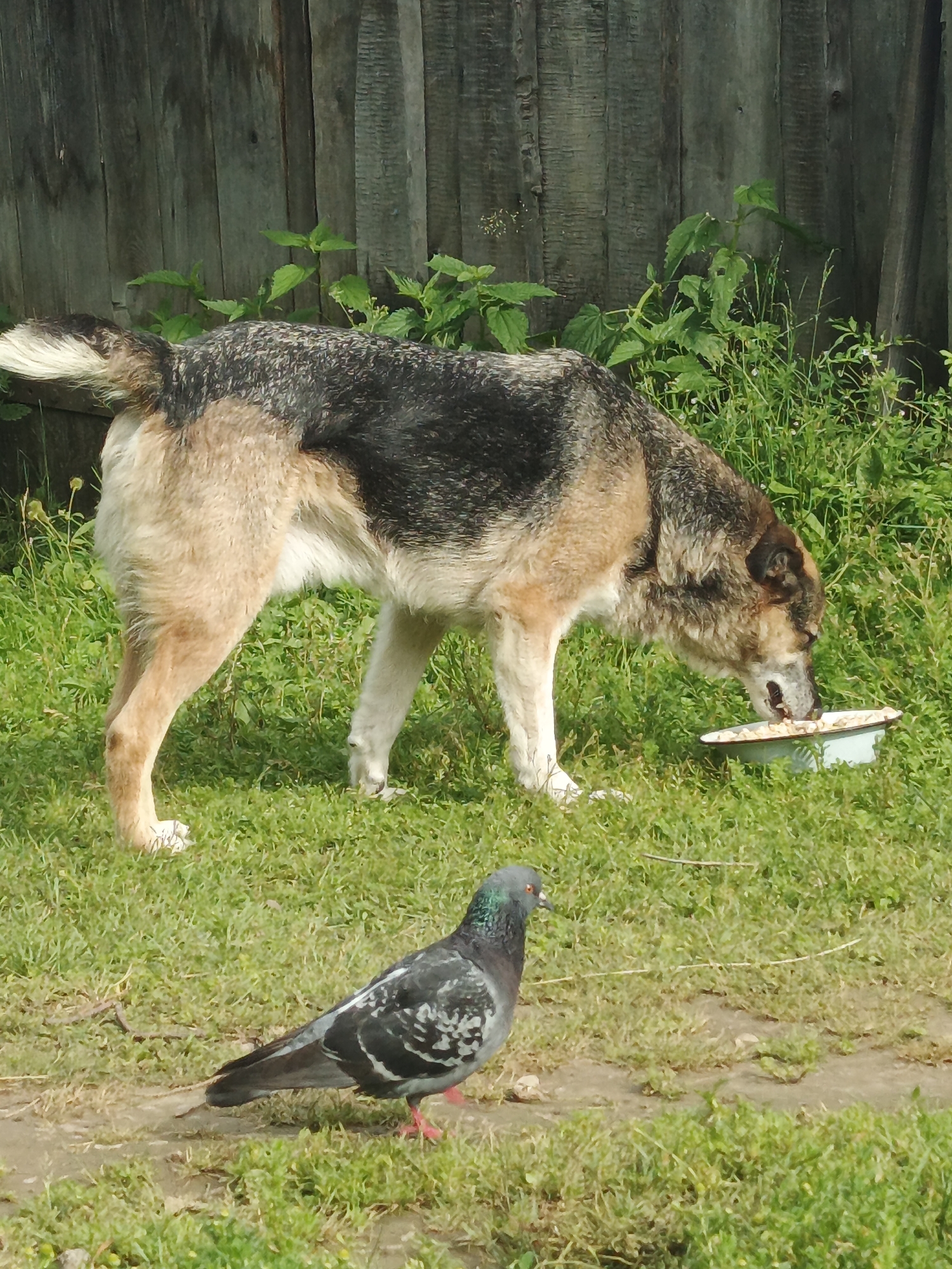 A medium-sized dog with tan and dark grey fur is eating from a white bowl on the grass in front of a wooden fence. The dog is positioned in the center-right of the frame, with its head lowered into the bowl. In the foreground, a grey pigeon with iridescent neck feathers is facing left, looking away from the dog. The environment appears to be an outdoor, rural setting, possibly a yard, with green grass and some leafy plants behind the dog. The wooden fence is weathered and vertical. This scene is located in Medvedyovka, Russia.