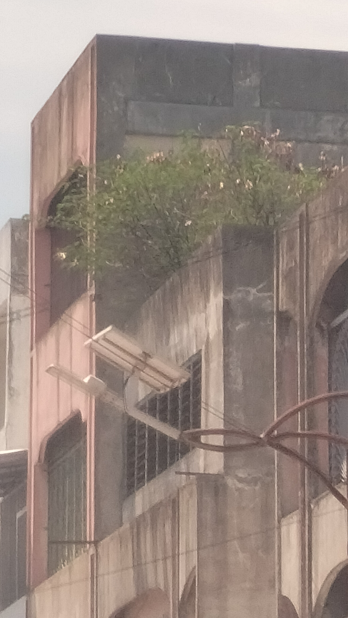 This is a slightly blurry, medium-angle, exterior shot of an older, multi-story building. The building appears to be made of concrete and has a weathered, somewhat discolored facade with various shades of gray, pink, and beige. There is a prominent section of lush green foliage, possibly a tree or shrubbery, growing out of an upper level of the building, cascading down.
Below the foliage, on one level of the building, there is a window with dark, horizontal bars. Mounted on a pole in front of this window is a solar panel system, consisting of two panels. One panel is oriented horizontally and appears to be the primary panel, while a smaller, secondary panel is positioned below and slightly to the left, angled upwards.
To the left of the solar panels, a portion of another section of the building is visible, painted a soft pink hue and featuring an arched window with a green-tinted glass or material. Further to the right, the building exhibits architectural details that suggest it might be an older structure, possibly with arched doorways or windows, though these are partially obscured.
The overall impression is one of an urban environment, likely within the city of Lhokseumawe, Indonesia, where older buildings may be integrated with greenery or adapted with modern technology like solar panels. The sky above is overcast or hazy, contributing to the diffused lighting of the scene. There are no people visible in the image.