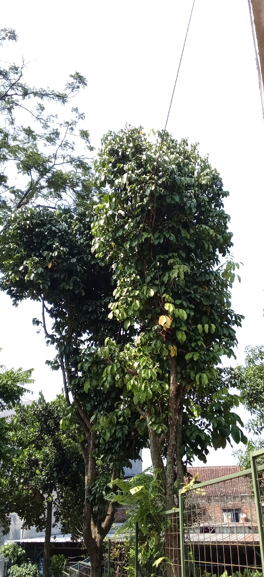 The image depicts a sunny day in Banjaran, Indonesia, with a focus on lush green trees and foliage. The foreground is dominated by the dense canopy of a large tree, its leaves catching the sunlight. Two prominent tree trunks are visible, with a thin wire extending upwards through the branches, likely a utility line. In the background, a building with a tiled roof can be seen through the leaves and a green metal fence. The overall scene suggests a natural, possibly residential or park-like setting within the city.