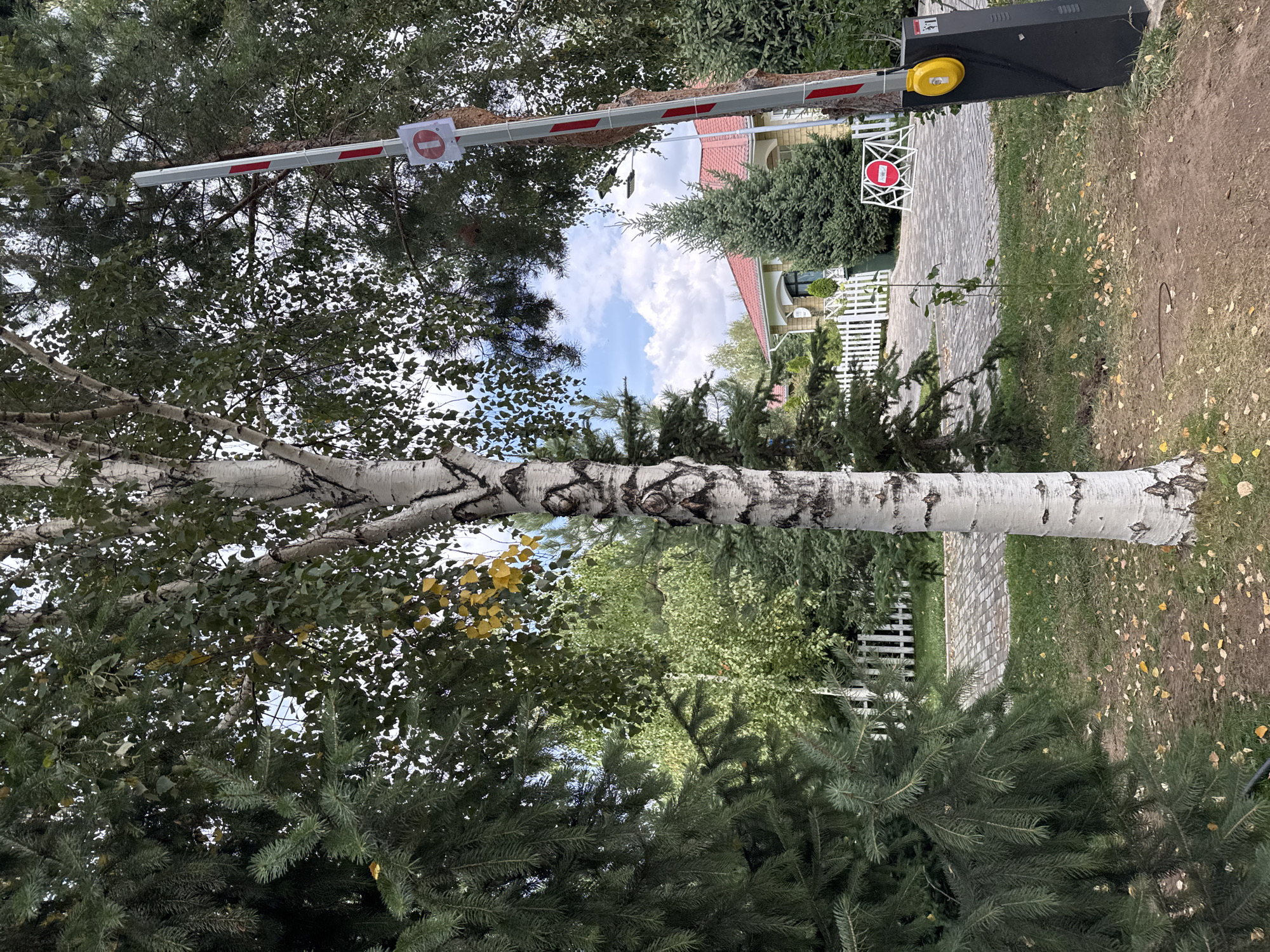 An automated security barrier with a red and white striped boom is positioned on the right side of the image, set against a backdrop of trees and a house. The barrier appears to be in a closed position. A red circular sign with a white numeral "1" inside a white circle is attached to the barrier arm. In the foreground, a white-barked birch tree stands prominently. To the left, a dark green evergreen tree is visible. Behind the trees, a white picket fence encloses a paved driveway leading to a house with a red roof. The ground is covered with grass and fallen autumn leaves. The scene appears to be in a residential area in Sary-Oy, Kyrgyzstan.