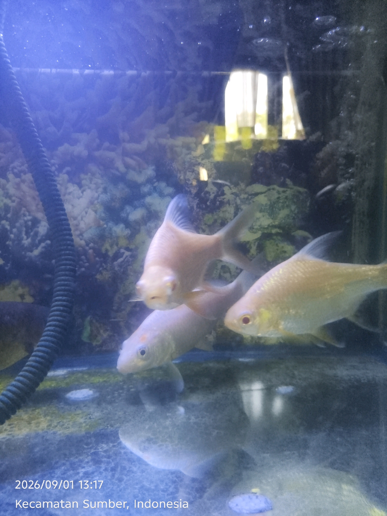 In a freshwater aquarium, three light-colored fish swim in the murky blue water. The fish are mostly a pale gold or pinkish hue, with some hints of orange and red around their eyes. The aquarium is decorated with rocks and coral formations, and a black ribbed tube, possibly an air hose, runs along the left side. The lighting is artificial and casts a blue glow over the scene, with reflections of what appear to be windows or blinds visible on the surface of the water. In the lower left corner, a timestamp reads "2026/09/01 13:17" and a location is identified as "Kecamatan Sumber, Indonesia." The environment is still and watery, suggesting a peaceful, contained aquatic habitat.