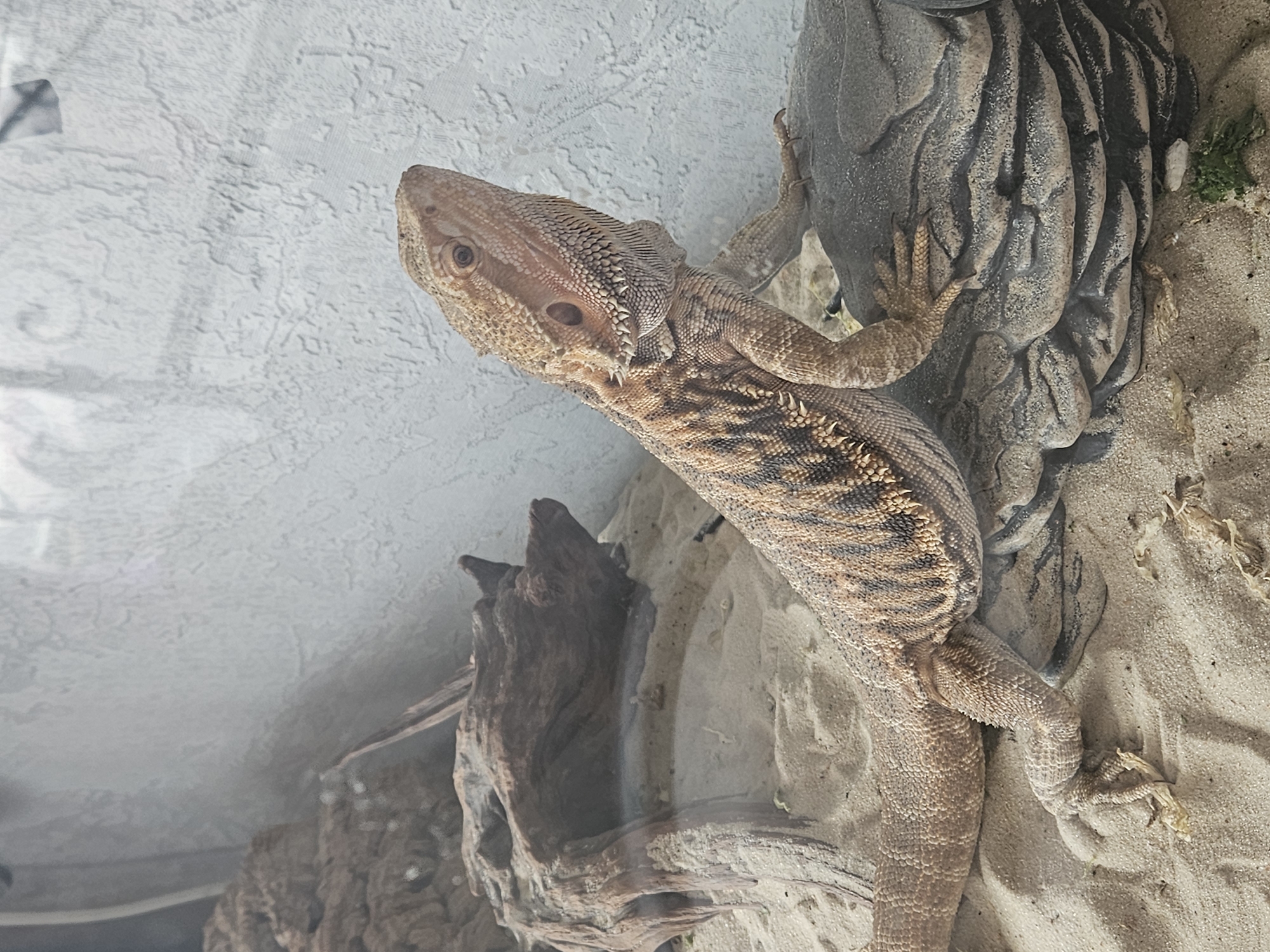 A bearded dragon is positioned on a rock in a sandy enclosure. The lizard is facing right, with its head tilted upwards and to the right. Its scales are a mix of tan, brown, and black. The enclosure contains sand, a piece of driftwood on the left, and a textured rock formation in the foreground where the lizard is resting. The background wall is textured and off-white. There is no indication of a location in Tver, Russia.