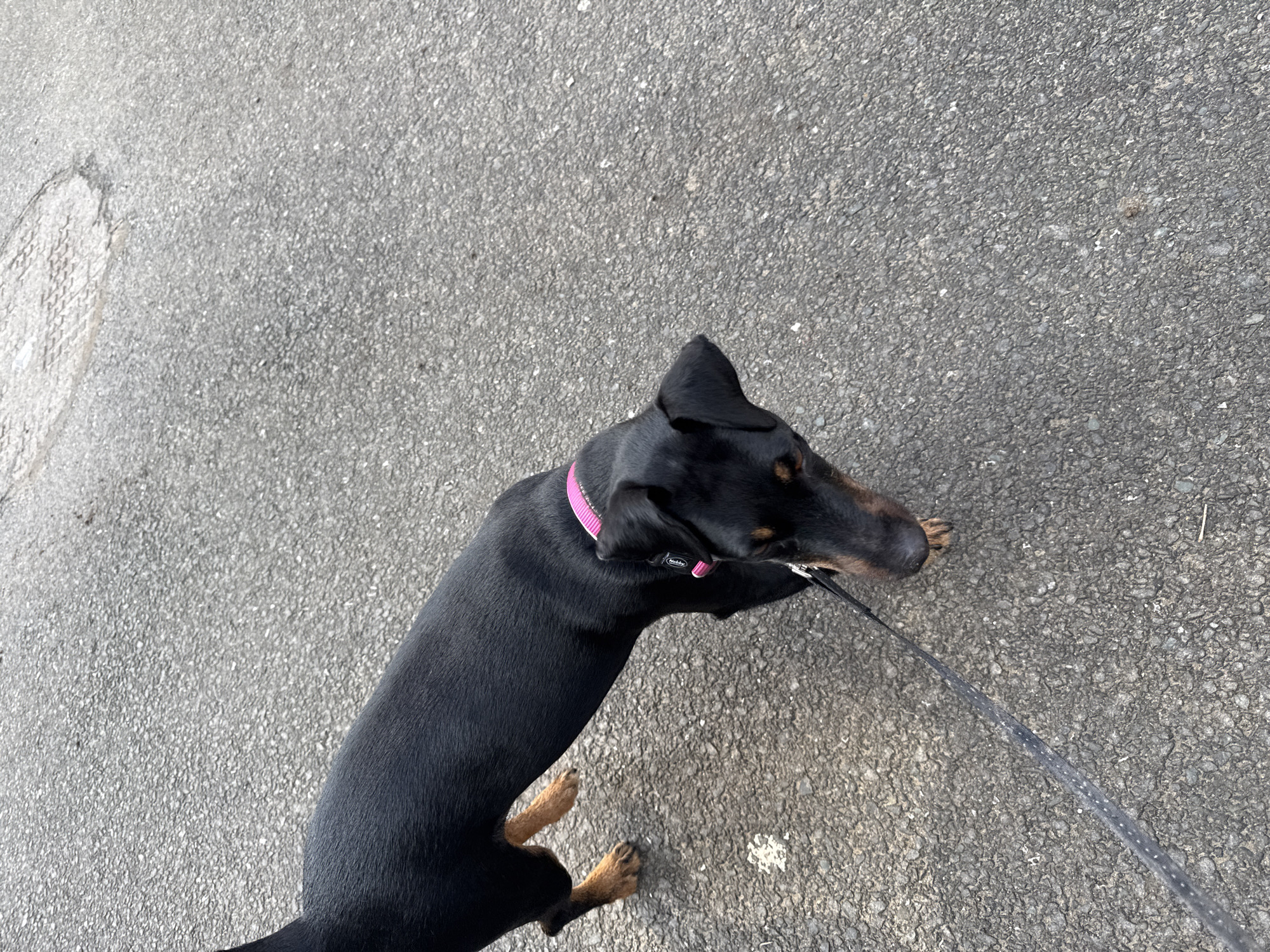 A black and tan dog with a pink collar is seen from an overhead perspective. The dog is standing on asphalt and is attached to a leash that is visible in the lower right corner of the image. The dog's head is oriented towards the upper right. There are no people visible in the frame. The location cannot be determined from the image.