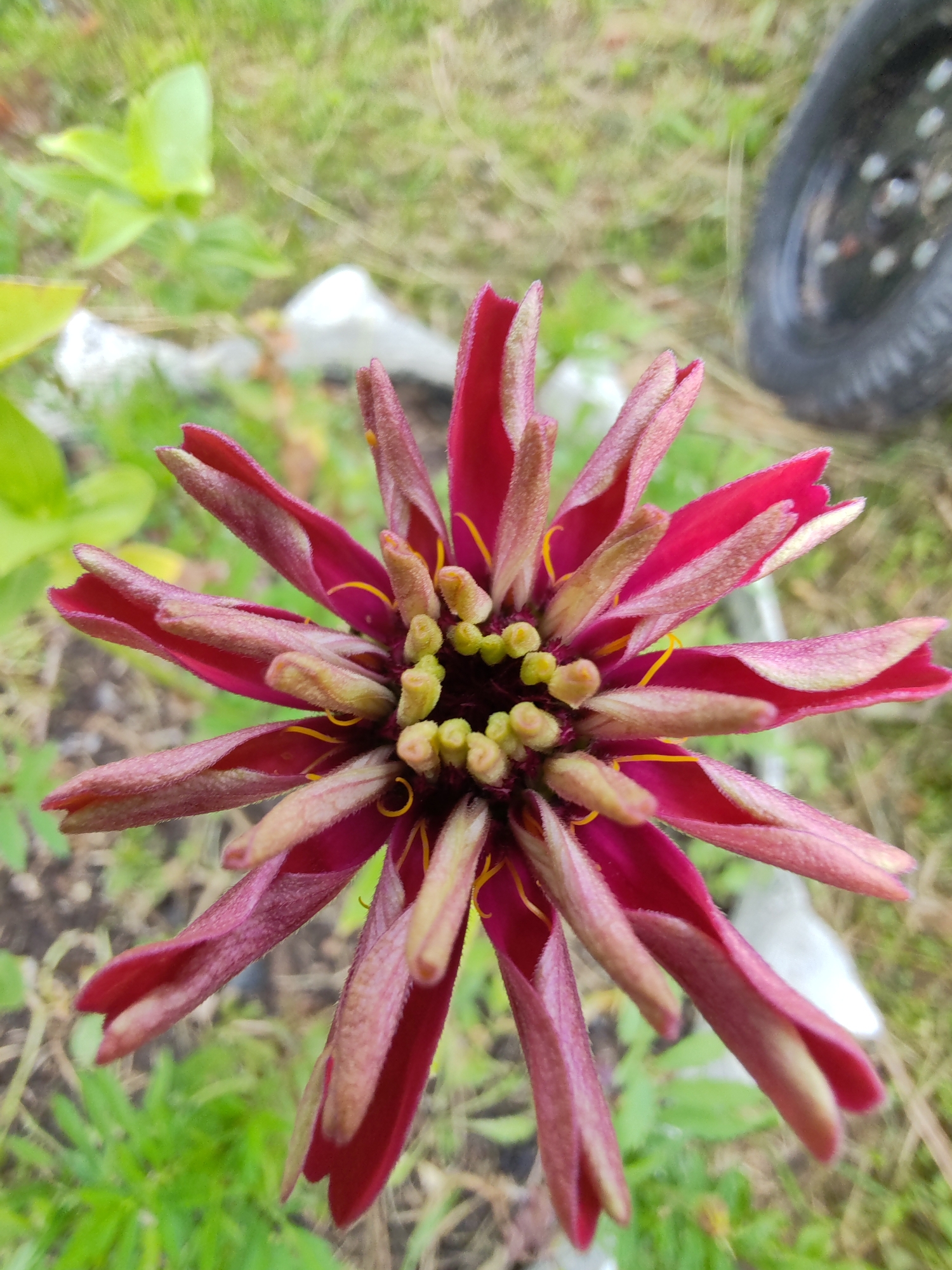 A close-up, overhead shot captures a partially opened crimson zinnia flower. The flower's petals, lined with a soft, pinkish fuzz, radiate outwards from a central core of pale green stamens tipped with yellow. The background is softly blurred, showing a patch of green grass and soil. To the right, a dark, circular object, possibly a tire, is partially visible. The setting appears to be an outdoor garden.