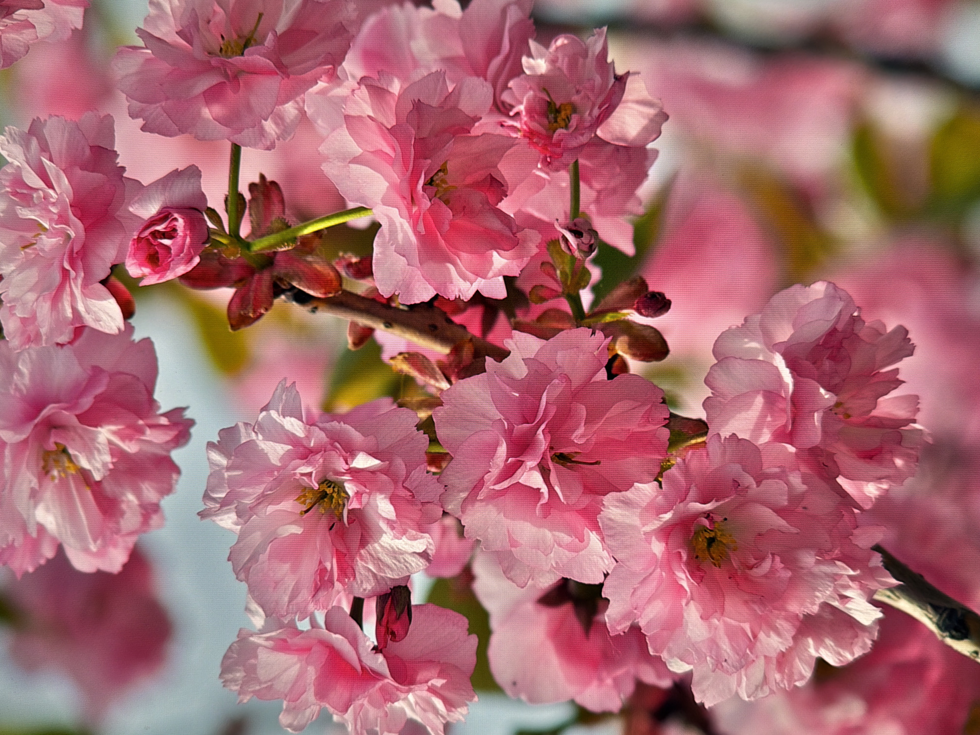 The image shows a close-up of blooming pink cherry blossoms. The flowers are densely packed on branches, with some buds also visible. The petals are delicate and layered, with hints of yellow in the center of some blossoms. The background is a soft blur of pink and light blue, suggesting an outdoor setting. There is no indication of the location being in Kyiv, Ukraine.