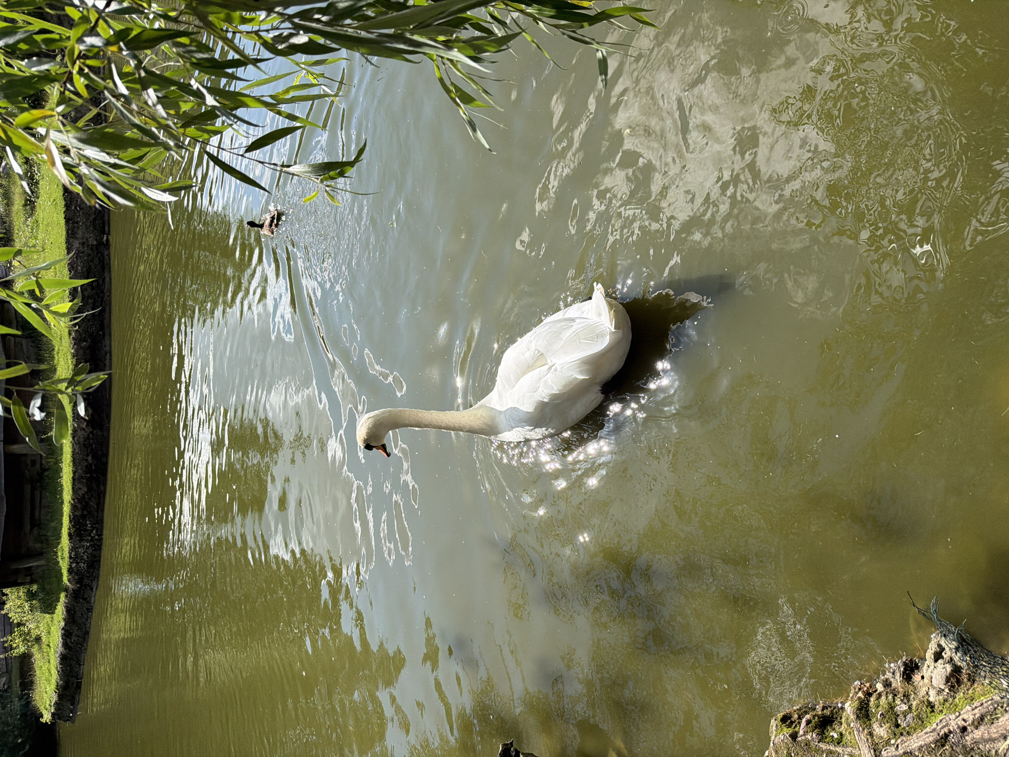 A white swan is swimming in a murky green body of water, with a small brown duck visible in the distance. The water reflects the sunlight, creating bright patches. The foreground features a moss-covered log or embankment on the left, and the branches of a tree with green leaves hang into the frame from the right. In the background, a grassy bank with a small wooden structure is visible. There is no discernible connection to Konstantinovka, Russia.
