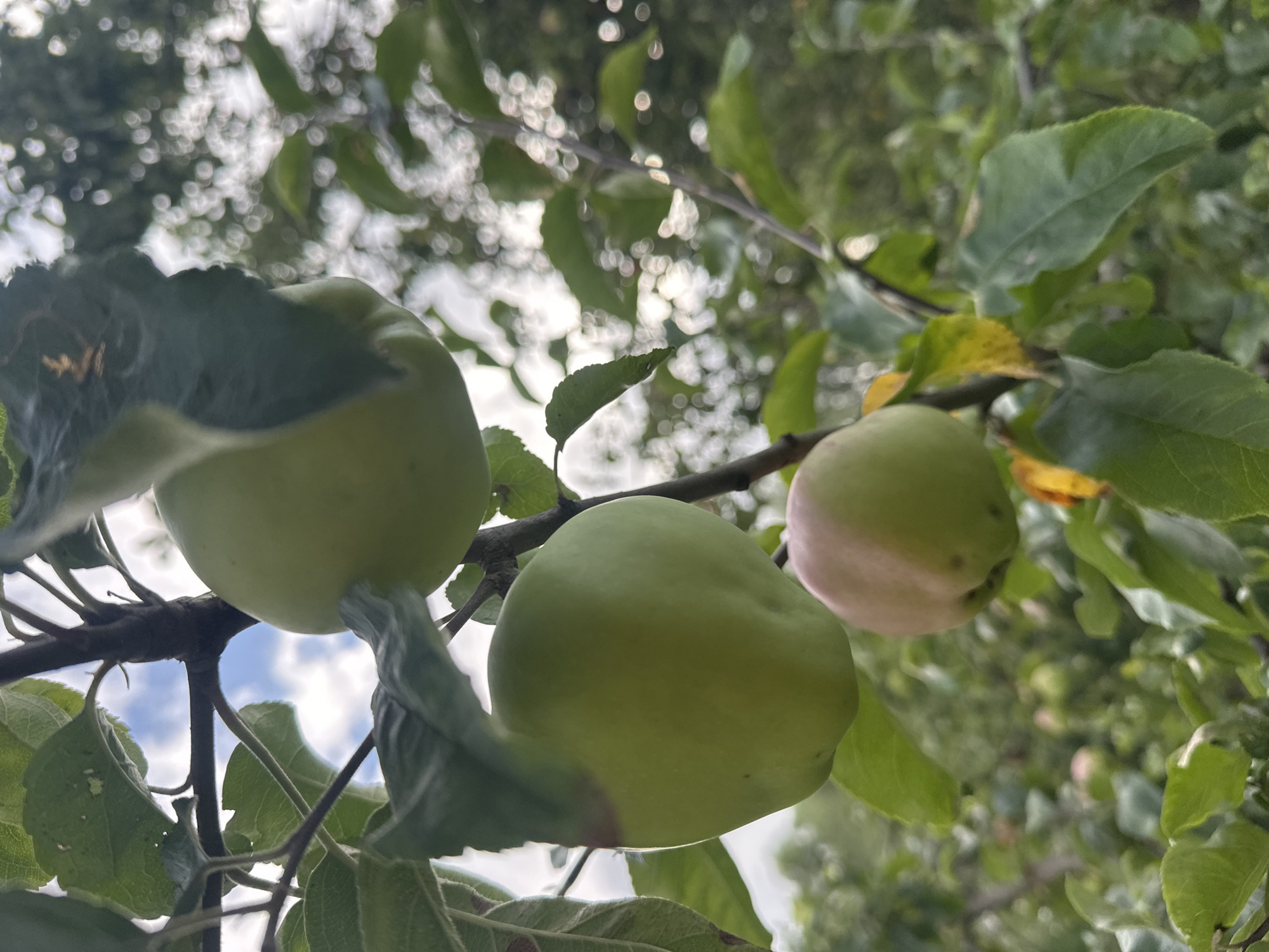 In Maladzyechna, Belarus, three unripe green apples hang from a tree branch. The largest apple, positioned in the upper right quadrant, is a pale green and partially obscured by leaves. Below it, a slightly smaller apple, also pale green with a hint of pink blush, is the focal point of the lower half of the image. A third apple, even larger and fully green, is located to the left of the center. The apples are surrounded by green leaves and branches, with a dappled background of blurred greenery and sky. The lighting suggests an overcast day.