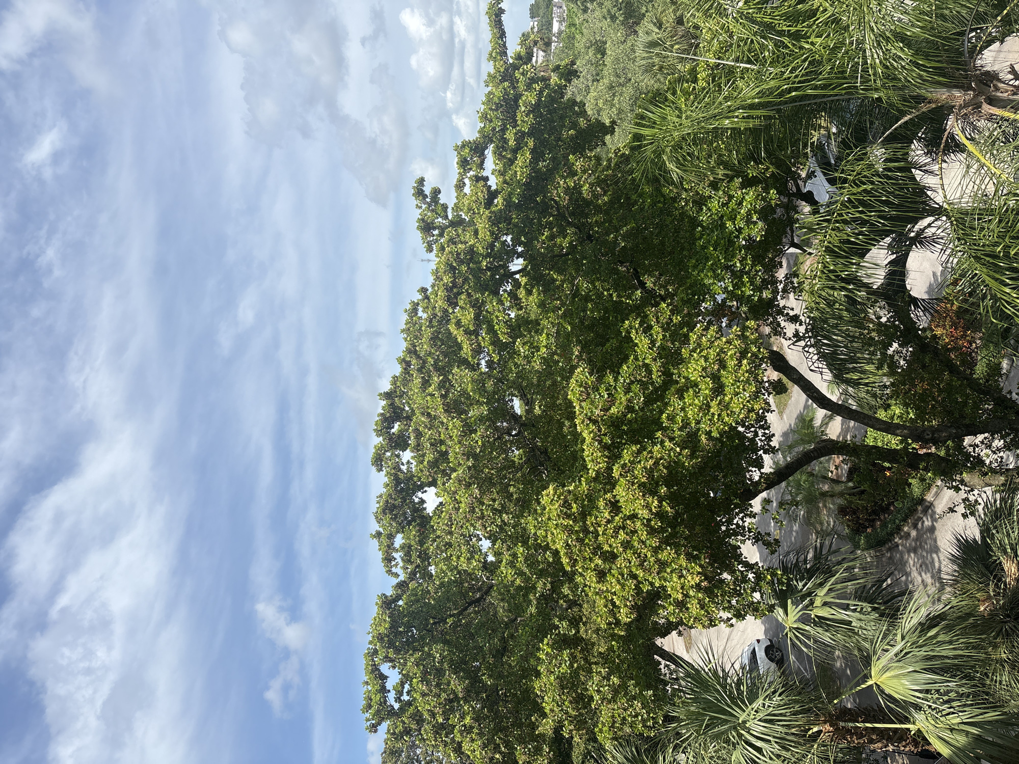 An elevated, medium-shot view shows a large green tree with dappled sunlight on its leaves in the foreground, with its branches extending across the frame. The sky above is a light blue with thin, wispy white clouds. In the middle ground, a paved road winds through lush green vegetation, with a white SUV parked on the side. Palm trees, with their distinctive fronds, frame the left and right sides of the image. In the far background, buildings and more trees suggest an urban or suburban setting. The overall impression is of a sunny day in a tropical or subtropical environment.