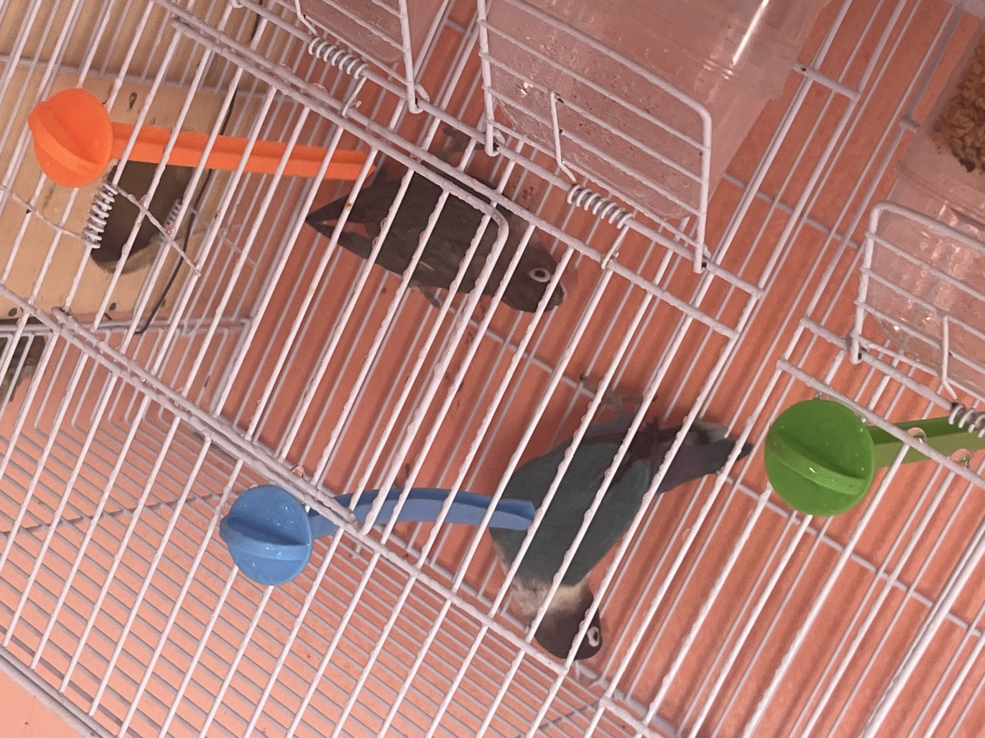 The image shows two lovebirds in a white wire cage. One bird is positioned near an orange toy, and the other is near a green toy. A blue toy is also visible in the cage. The background suggests an indoor environment. The location in Ouaouizert, Morocco, is not discernible from the image.