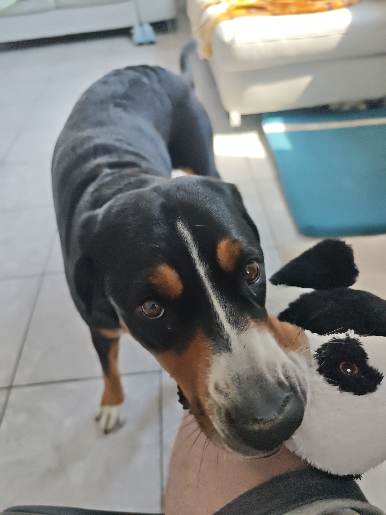 A large, black and tan dog, likely a Greater Swiss Mountain Dog, is standing over a person's arm, holding a stuffed toy in its mouth. The dog's body is mostly black with tan markings on its legs and face, and a white stripe down its forehead. The stuffed toy appears to be a black and white creature with large eyes. The scene takes place indoors on a tiled floor, with a portion of a couch and a blue container visible in the background. Sunlight is streaming into the room, creating shadows. The location is identified as Barntrup, Germany.