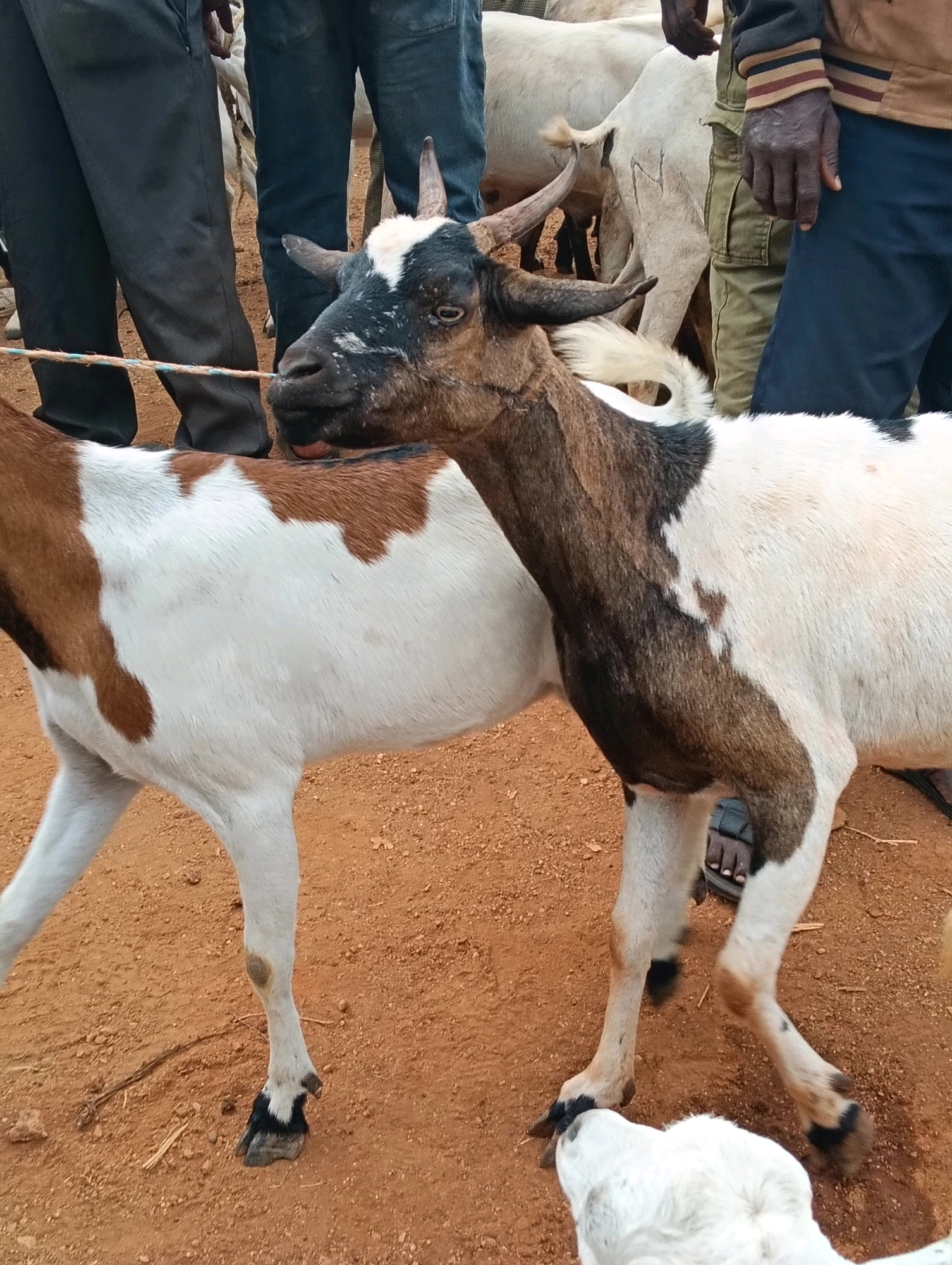 The image depicts a close-up view of a goat market in the Mwitika ward of Zombe, Kenya. In the foreground, a brown and white goat with short, curved horns is positioned centrally, facing towards the left of the frame. Its head is turned slightly to the right, and its tongue is visible. Behind this goat, partially obscured, is another goat that is predominantly white. The ground is composed of reddish-brown dirt with scattered small stones and dry vegetation. In the background, the legs and lower torsos of several individuals are visible, wearing dark trousers, olive-green cargo pants, and a jacket with horizontal stripes. One person's hands, appearing dark-skinned, are visible, one resting on their thigh and the other near the goats. The environment suggests an outdoor setting, likely a market or gathering place for livestock.