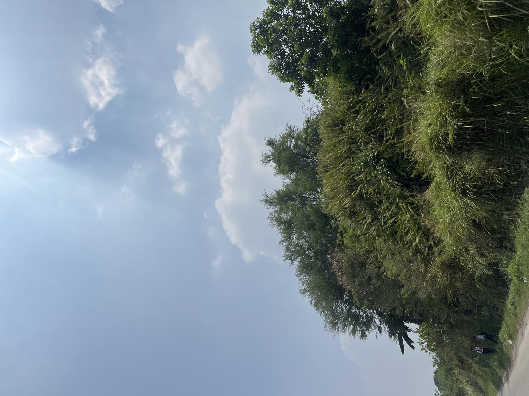 A wide shot captures a sunny day in Klapanunggal, Indonesia, with a bright blue sky dominating the upper half of the frame. Wispy white clouds dot the expanse, with a larger, fluffier cloud group present in the upper right quadrant. The lower half of the image features a dense, overgrown hillside covered in lush green vegetation. Tall grasses and foliage create a wild, untamed appearance. At the bottom left, a paved road runs along the edge of the hill. Two individuals, possibly students in uniform with backpacks, stand on the shoulder of the road, facing away from the camera and towards the hill. A banana tree leaf is visible protruding from the dense foliage on the left side of the hillside. The overall impression is one of a natural, undeveloped landscape under a clear sky.