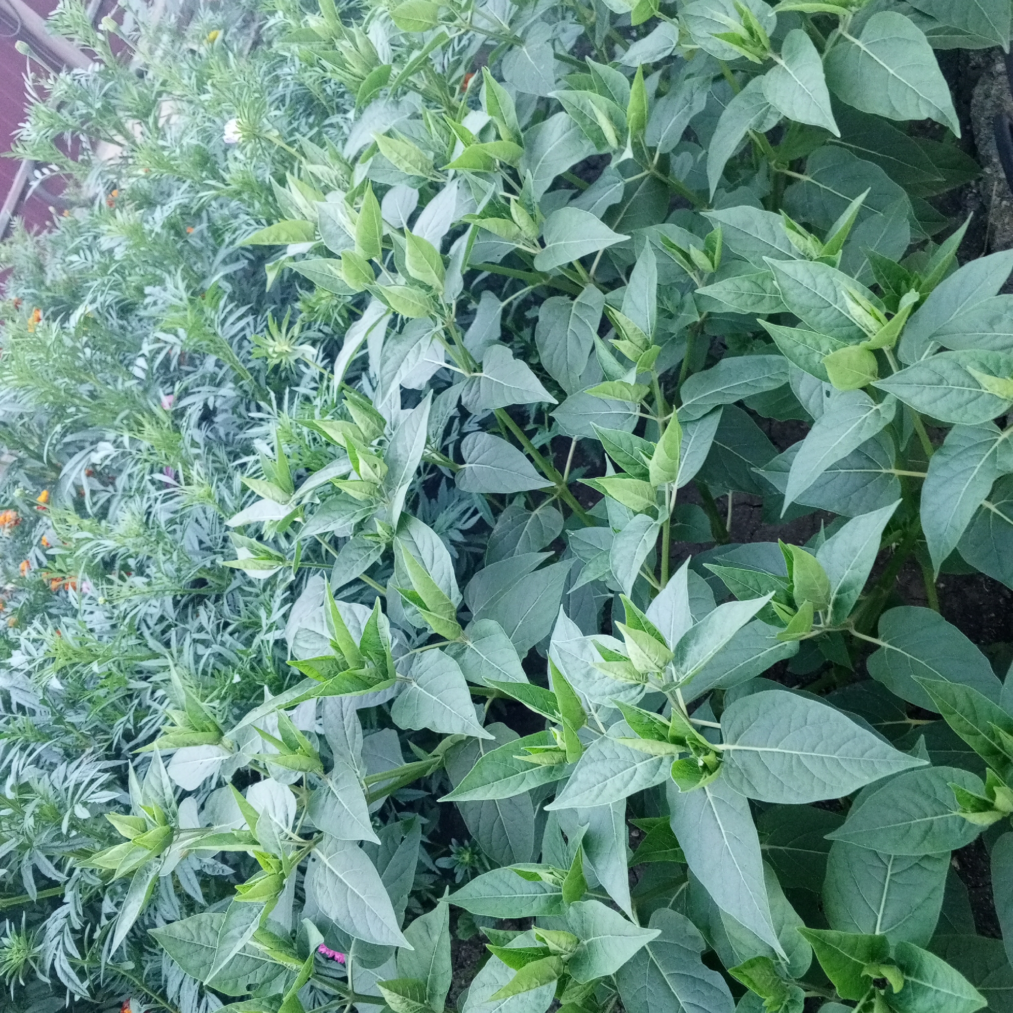 The image displays a close-up view of lush green foliage, likely a garden or park, with two distinct types of plants visible. On the left, a cluster of plants with thin, feathery leaves and small orange and white flowers are densely packed. To the right, larger plants with broad, heart-shaped leaves and visible veins dominate the frame. The larger leaves exhibit a slightly grayish-green hue, while younger leaves are a brighter green. The ground beneath the plants appears to be dark soil. The lighting suggests an outdoor setting. There is no visible indication of Sayanogorsk, Russia, or any human presence.