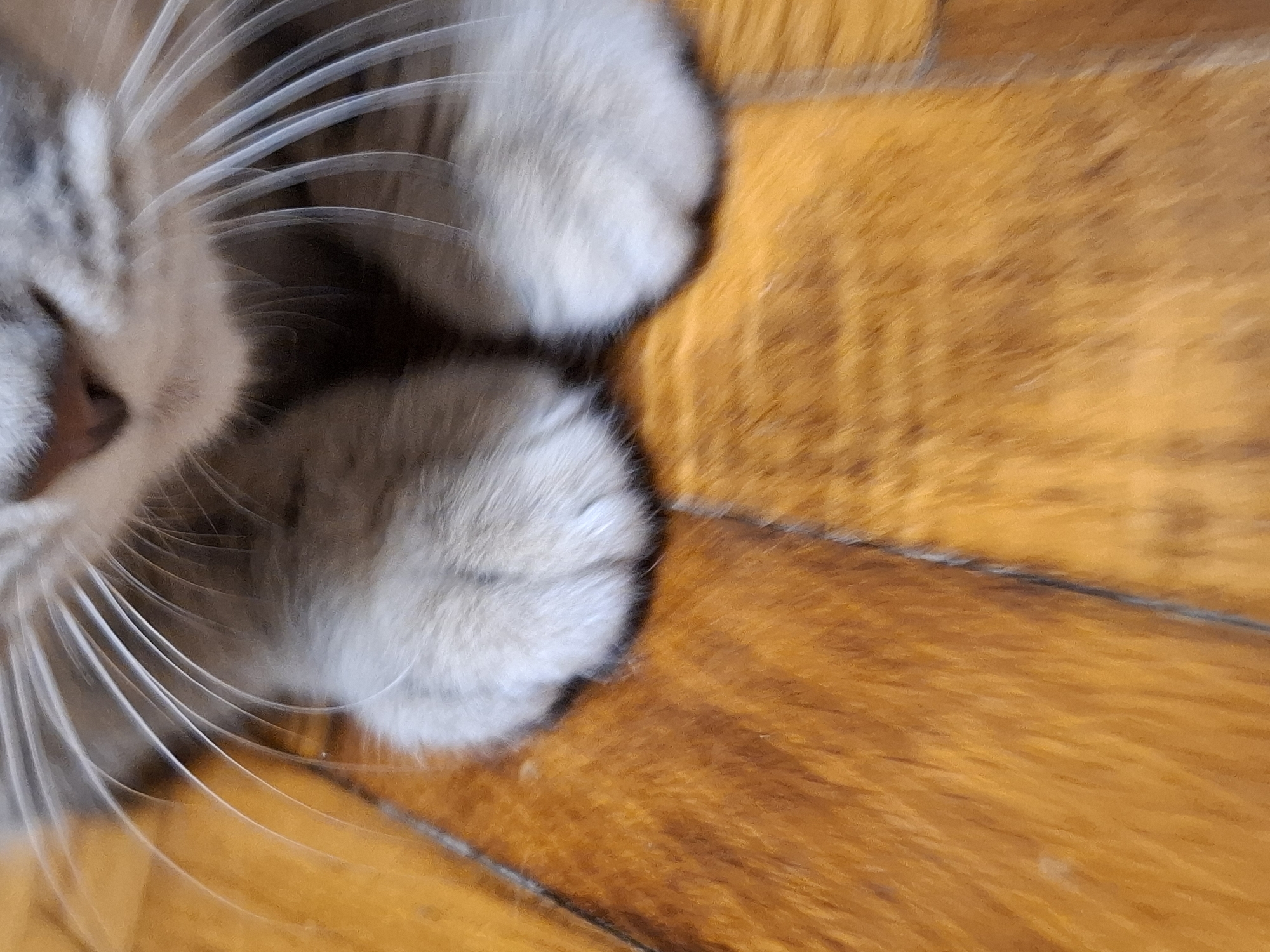 A close-up image captures a cat resting on a wooden surface. The cat's face, featuring a pinkish nose, a portion of its mouth, and numerous long, white whiskers, occupies the left side of the frame. Its eyes are not clearly discernible, suggesting it might be sleeping or very relaxed. The fur around its face and on its two visible paws is a mix of grey, white, and light brown, hinting at a tabby or similar pattern. The paws are fluffy and light-colored, tucked closely to its body. The right and bottom portions of the image display a warm, orange-brown wooden floor or surface, showing distinct wood grain patterns and seams between planks. The overall mood is peaceful and serene. There is no visible text.