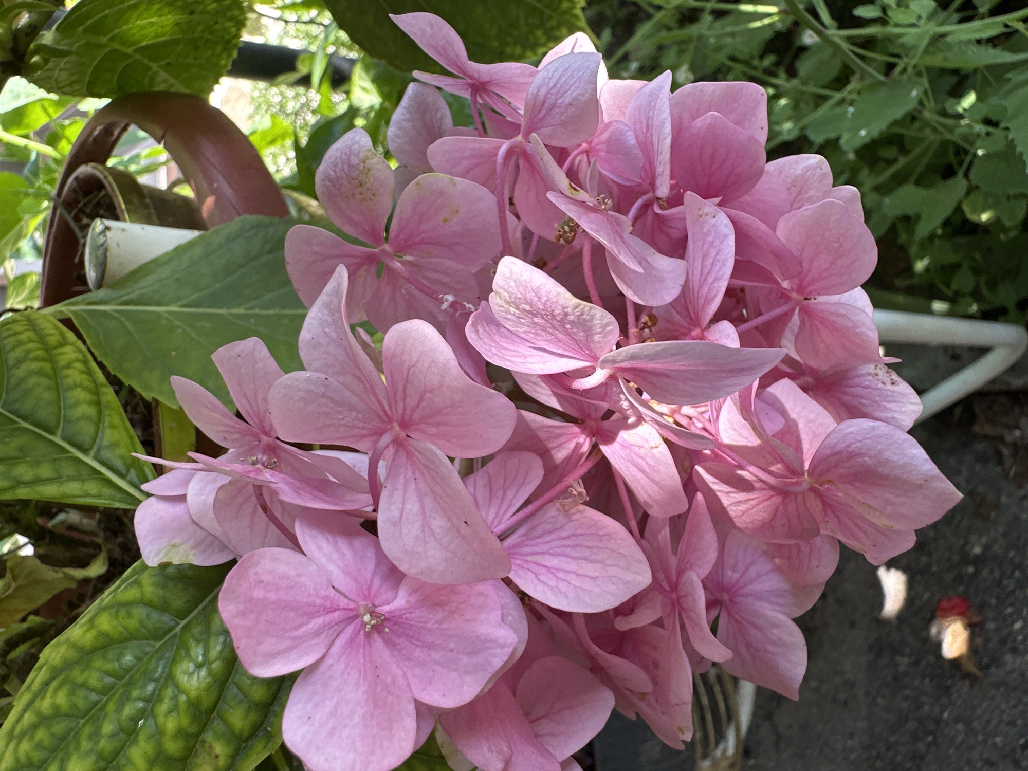 An overhead, eye-level, close-up shot focuses on a cluster of bright pink hydrangea flowers. The petals have a delicate texture and are layered over one another, with some showing subtle vein details. The flowers are a vibrant pink, with some appearing lighter due to the sunlight. Surrounding the flowers are large, green leaves, some of which have a slightly yellowed or variegated appearance, suggesting they may be older or experiencing some environmental stress.
In the background, out of focus, are glimpses of a brown planter, a white support stake, and more lush green foliage. The ground visible in the lower left corner is dark and appears to be a paved surface, possibly asphalt, with a few small, fallen leaves or debris scattered on it. The lighting suggests it is daytime, with sunlight creating highlights on the petals and casting soft shadows.
This image is from Yessentuki, Russia.