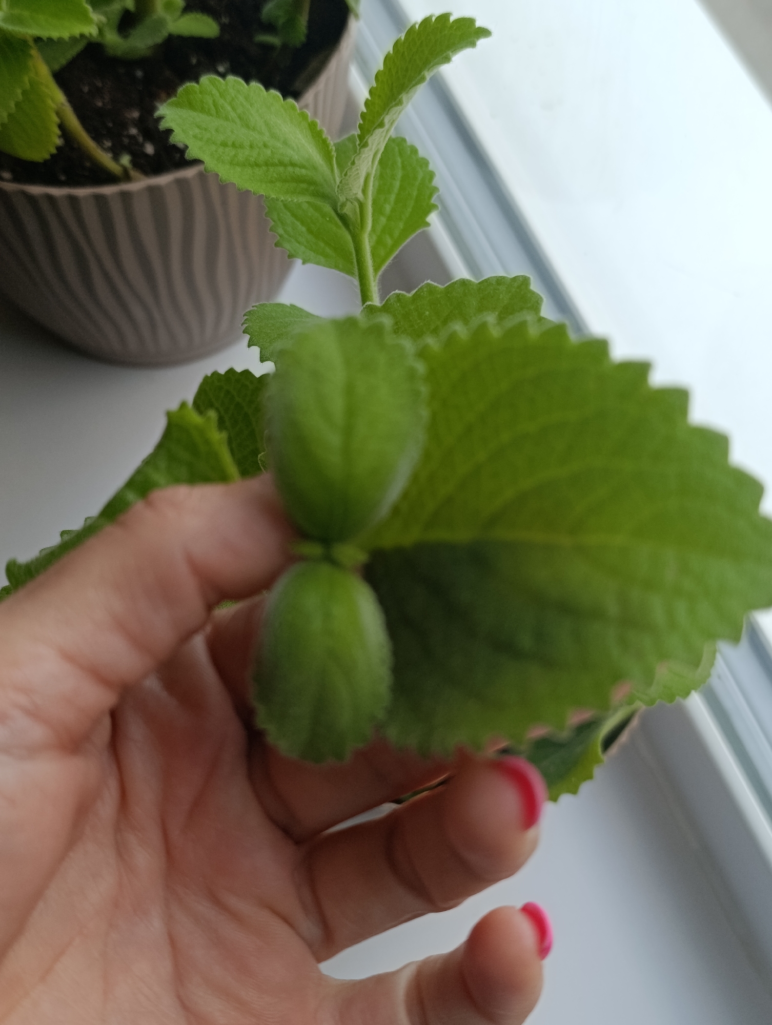 A hand with bright pink nail polish is holding a green plant with serrated leaves. The plant is in a textured brown pot filled with dark soil. The background shows a white windowsill and a hint of a blurry window frame. The image composition suggests the plant is indoors, near a window, possibly in a domestic setting. There is no visible indication of the city of Penza, Russia.