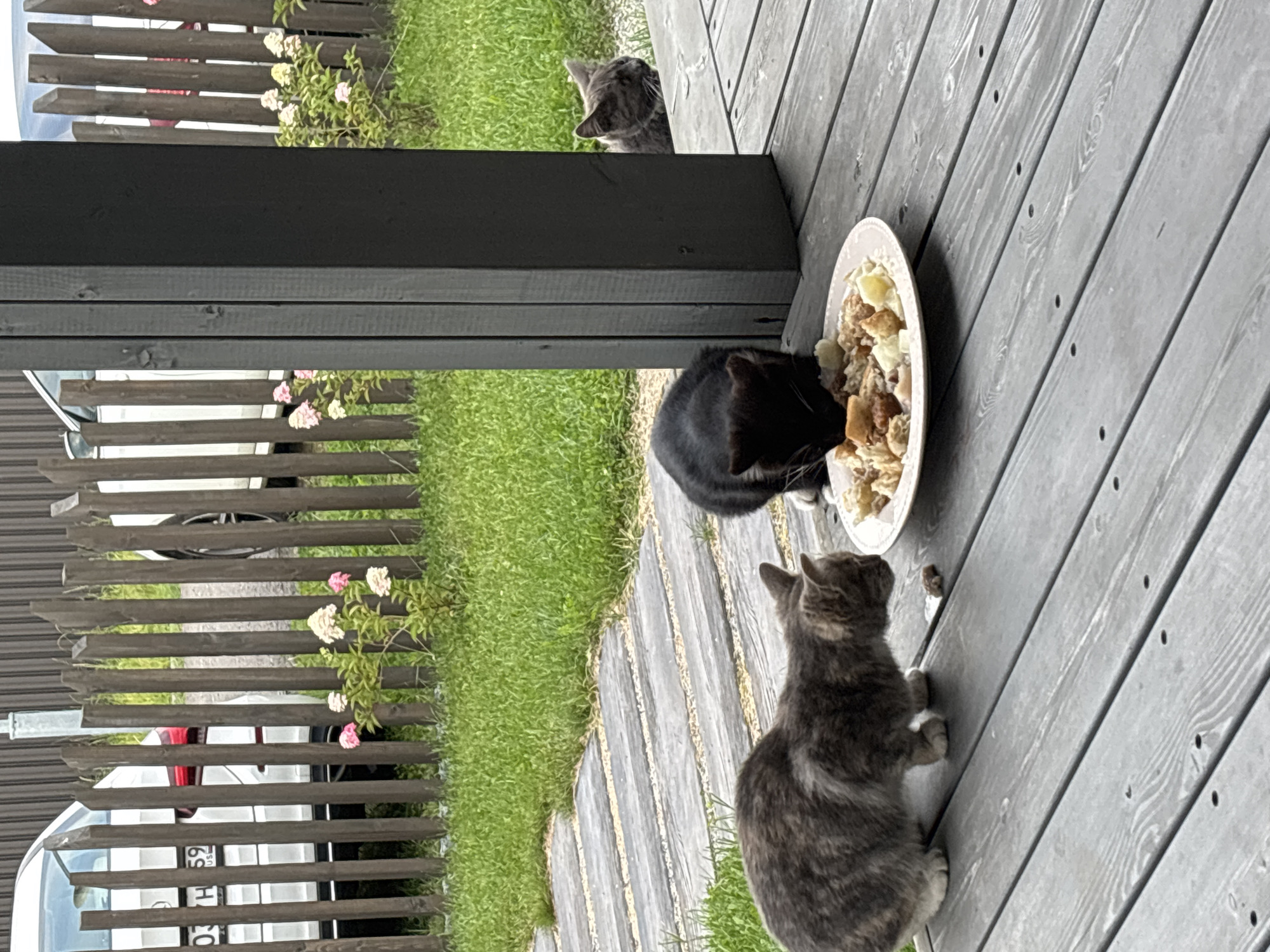 In Zvenigorod, Russia, on a wooden deck with a planked walkway, three domestic cats are visible. A grey tabby cat, with its head down, is on the left side of the frame, facing a plate of food placed on the deck. To the right of the tabby, a black cat is actively eating from the same plate. A second grey cat is partially obscured by a dark grey support pillar on the far right, looking towards the plate of food. The background features a wooden fence, green grass, and a white car parked behind the fence. Pink and white hydrangeas are planted near the fence. The overall scene depicts cats feeding from a shared plate outdoors.