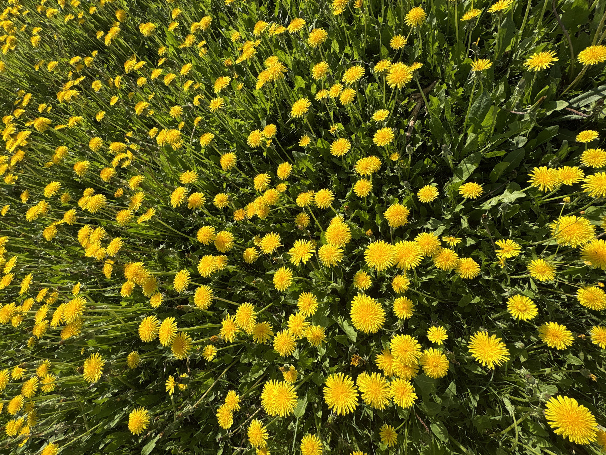 The image depicts a dense field of dandelions in full bloom. The yellow flowers are interspersed with green foliage. The perspective is from a high angle, looking down onto the field. The lighting suggests it is daytime. The location, Nizhnyaya Chermoda, Russia, is provided but cannot be verified from the image itself. No people, animals, or actions are visible.