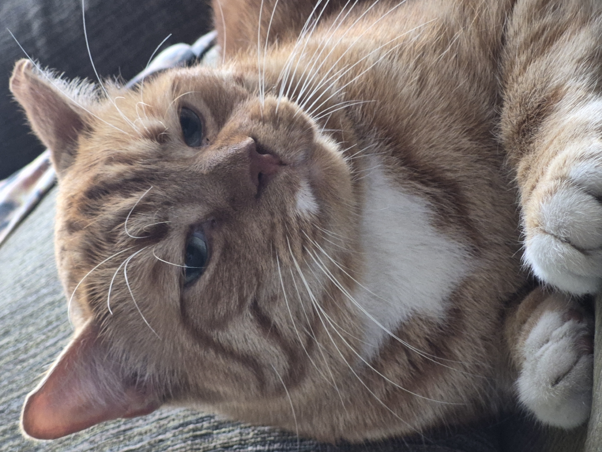 A close-up, eye-level shot features an orange tabby cat resting on a textured, green-brown surface. The cat's face is the primary focus, with its head tilted slightly. Its fur exhibits distinct orange and darker orange stripes, particularly on its forehead and cheeks. A patch of white fur is visible on its chest, forming a V-shape. The cat's eyes are partially closed, appearing blue-green. Long, white whiskers fan out from its muzzle. The cat's front paws are tucked beneath its chin, with white fur and visible toe beans. The background is out of focus and appears to be a sofa or cushion. The image has a shallow depth of field, drawing attention to the cat's facial features. The lighting is soft, casting subtle shadows. There are no people present in the image. The environment appears to be indoors. The cat is the sole subject. The image provides no information to suggest the location is in Sooblase, Estonia.