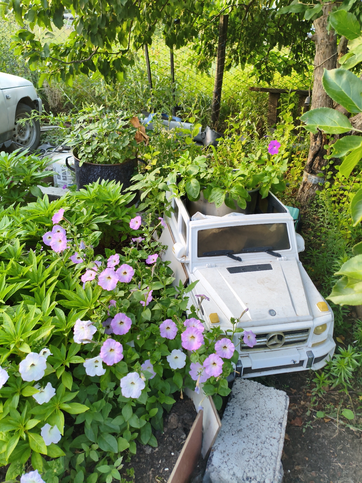 An outdoor, close-up, eye-level shot features a white toy Mercedes G-Wagon acting as a planter for greenery and purple petunias. The toy vehicle is positioned on the right side of the frame, its front grill and headlights visible, and its interior filled with lush green plants and a single pink petunia. In the foreground and to the left of the toy car, a dense cluster of vibrant green plants and clusters of light pink petunias fills the bottom of the frame, with some flowers extending up towards the toy car. The background is an overgrown garden with a chain-link fence visible behind the plants, and sunlight filtering through the leaves of trees above. A portion of a light-colored car is visible on the far left, and a large tree trunk is on the right. A concrete block sits in the lower right corner of the image. The scene appears to be in a rural backyard or garden setting. The location of Ақсуат ауылдық округі, Kazakhstan is consistent with this type of overgrown, rural garden aesthetic.