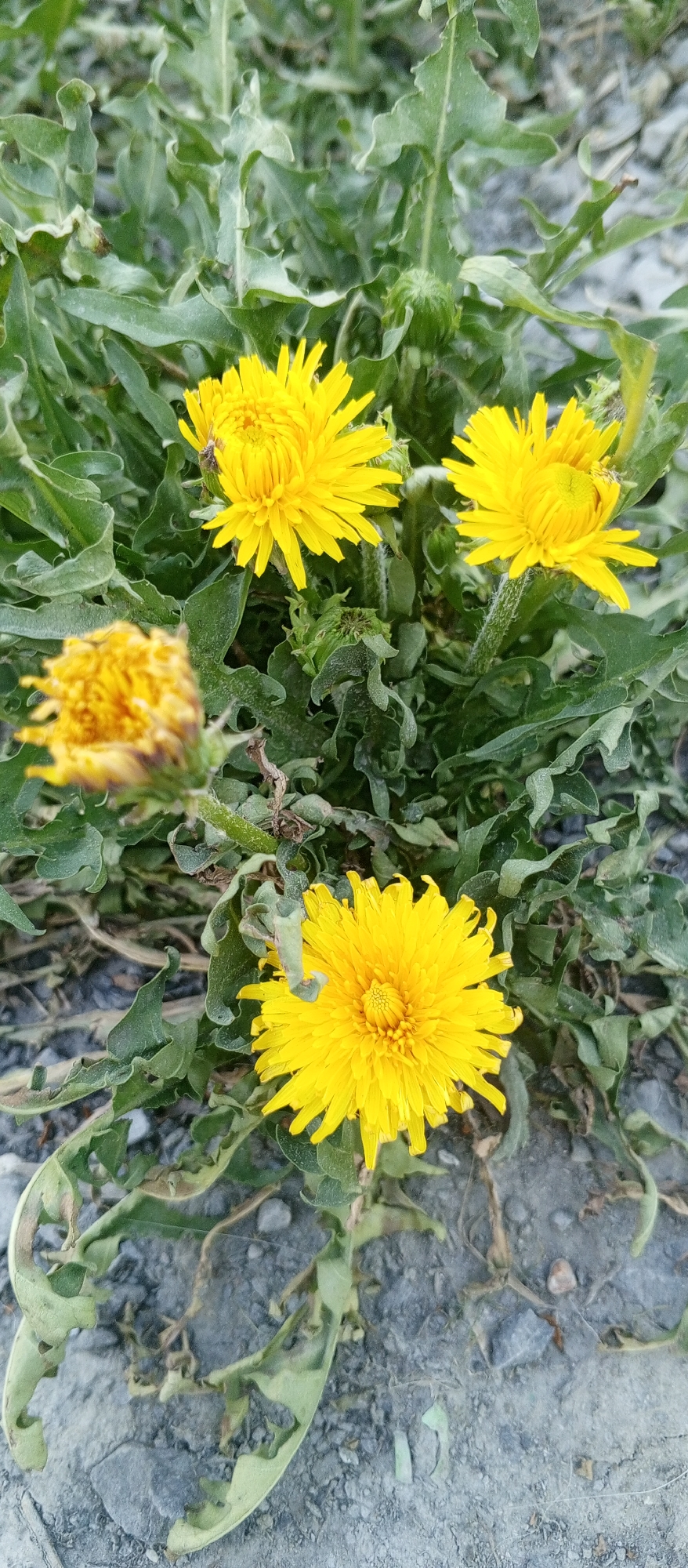 The image displays a close-up view of several yellow dandelions in a natural setting. The flowers are vibrant and fully bloomed, with their characteristic serrated petals facing upward. They are surrounded by their green, jagged leaves and stems, which appear somewhat wilted or dry in places. The ground beneath the plants is composed of gravel and small stones, suggesting an outdoor environment, possibly a roadside or uncultivated area. There are no people or animals visible in the image. The lighting suggests it might be daytime, with soft shadows. The overall impression is one of natural beauty, with a focus on the textures and colors of the flora.
The location is identified as Yeruda, Russia, which is a settlement in the Irkutsk Oblast. Given the natural elements depicted, the scene likely represents an outdoor area within or near Yeruda, such as a park, a garden, or a wild patch of land. The dry or wilted appearance of some leaves could indicate the prevailing climate conditions in Yeruda, which experiences continental climate with cold winters and warm summers. However, without further context, it is difficult to definitively link specific environmental details to this exact location beyond the general assumption of an outdoor setting in that region.